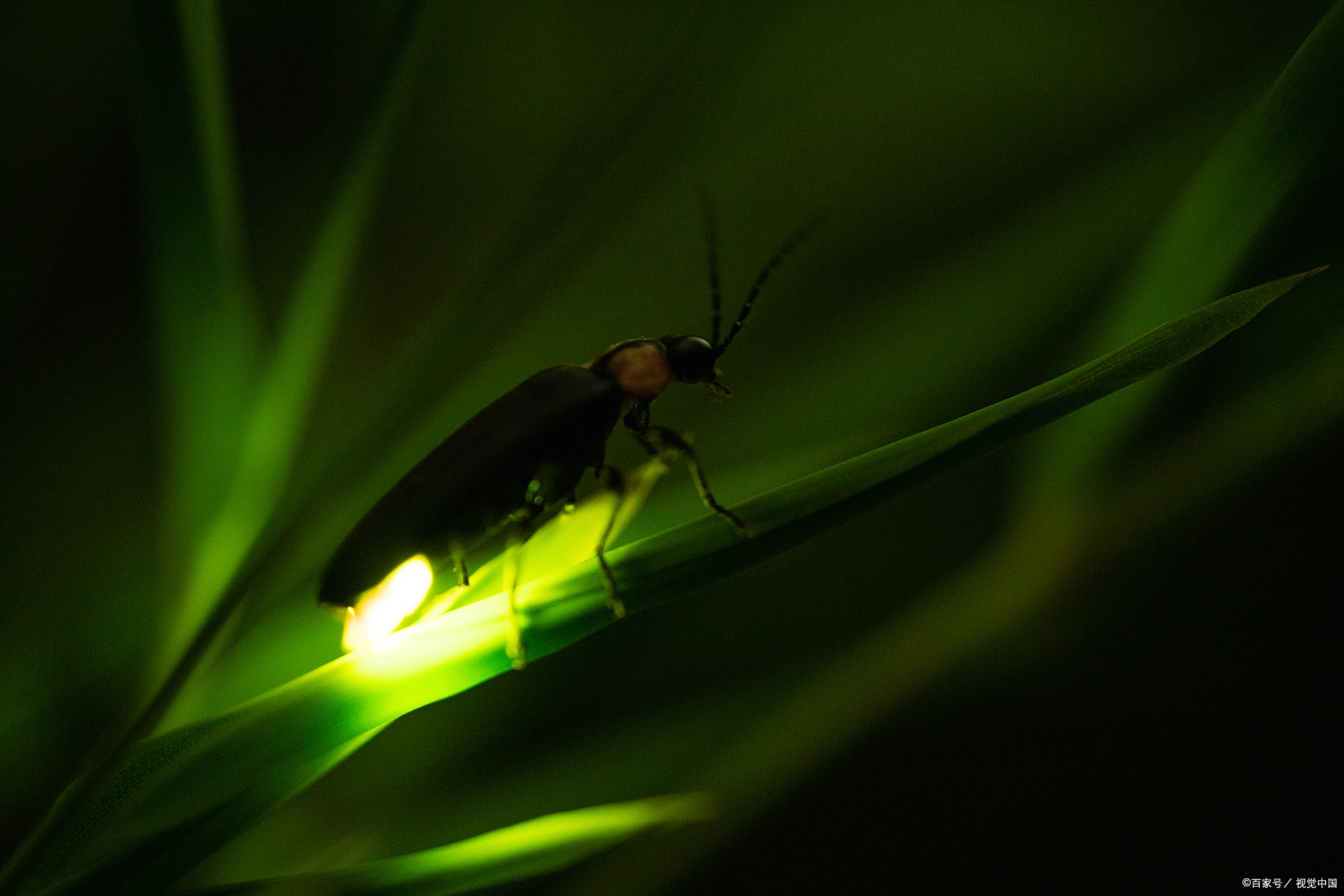 夏夜的闪光精灵:萤火虫发光的秘密大揭秘!