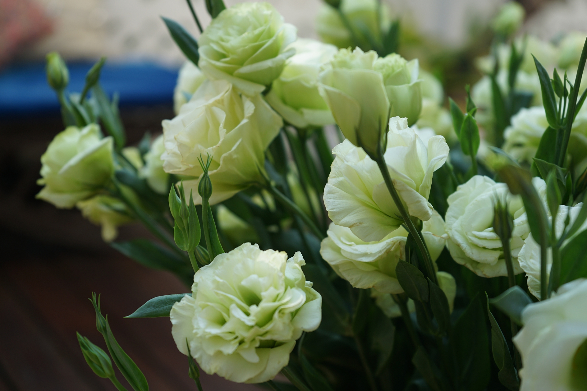 在爱情中,绿桔梗代表坚定爱意和承诺;在友情中,它代表深厚的情谊和