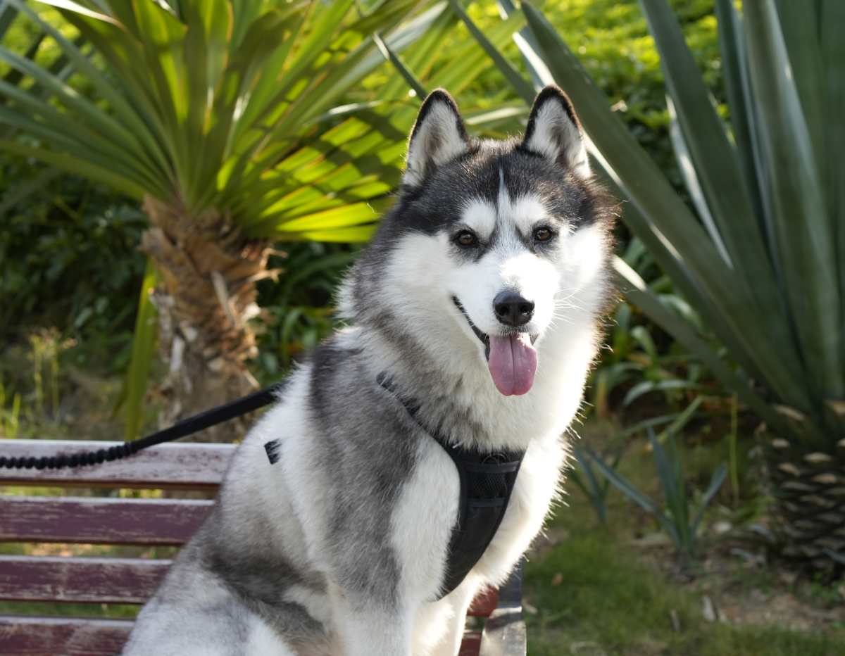 它被称为鸟中"哈士奇",见到人类就鞠躬,还拔羽毛当礼物送路人