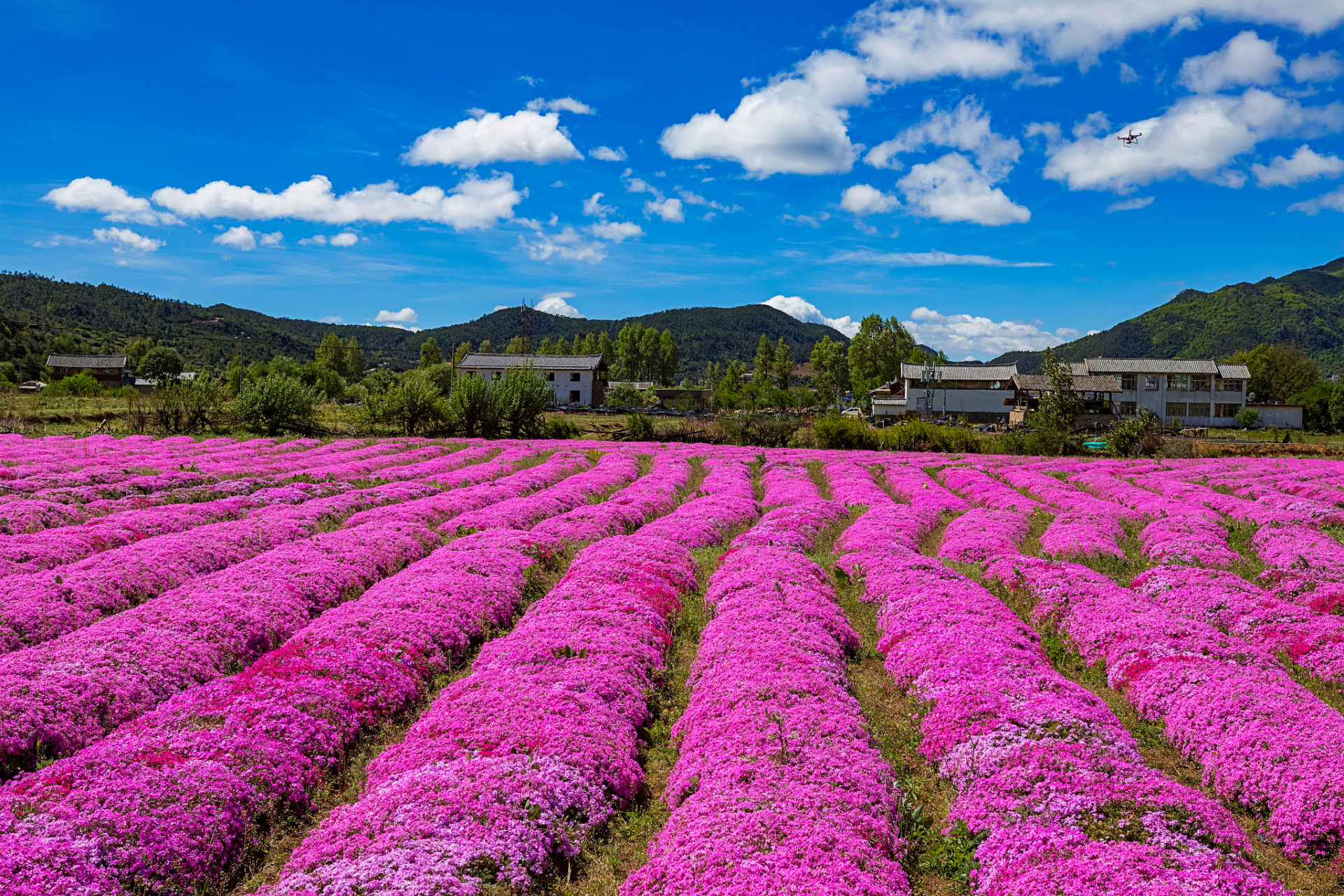云南,被誉为"花的王国",以其绚丽多彩的花海景观吸引了无数游客的目光