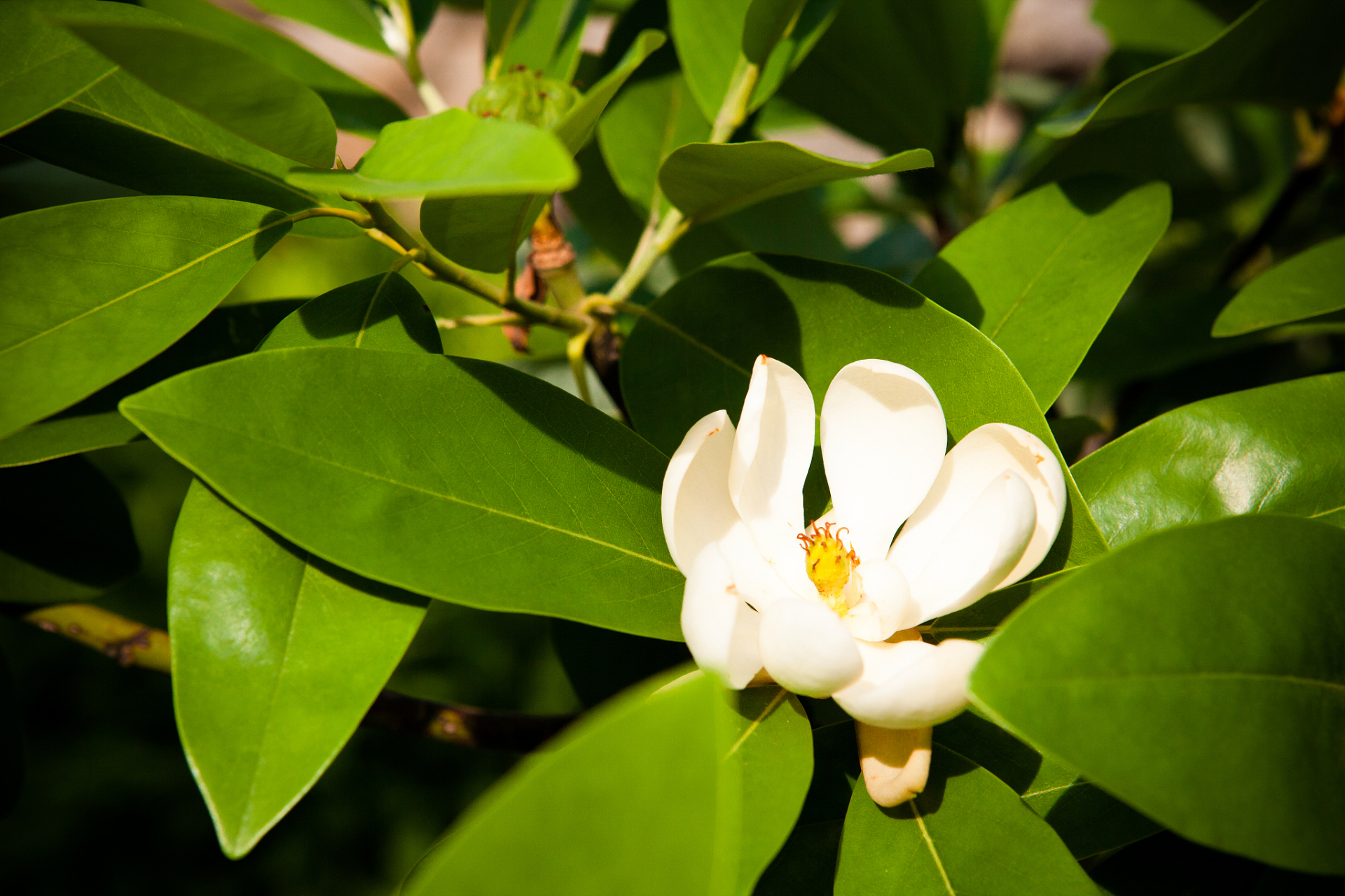 含笑花,一种神秘而甜美的花卉,它的花语是"礼貌,谦虚".