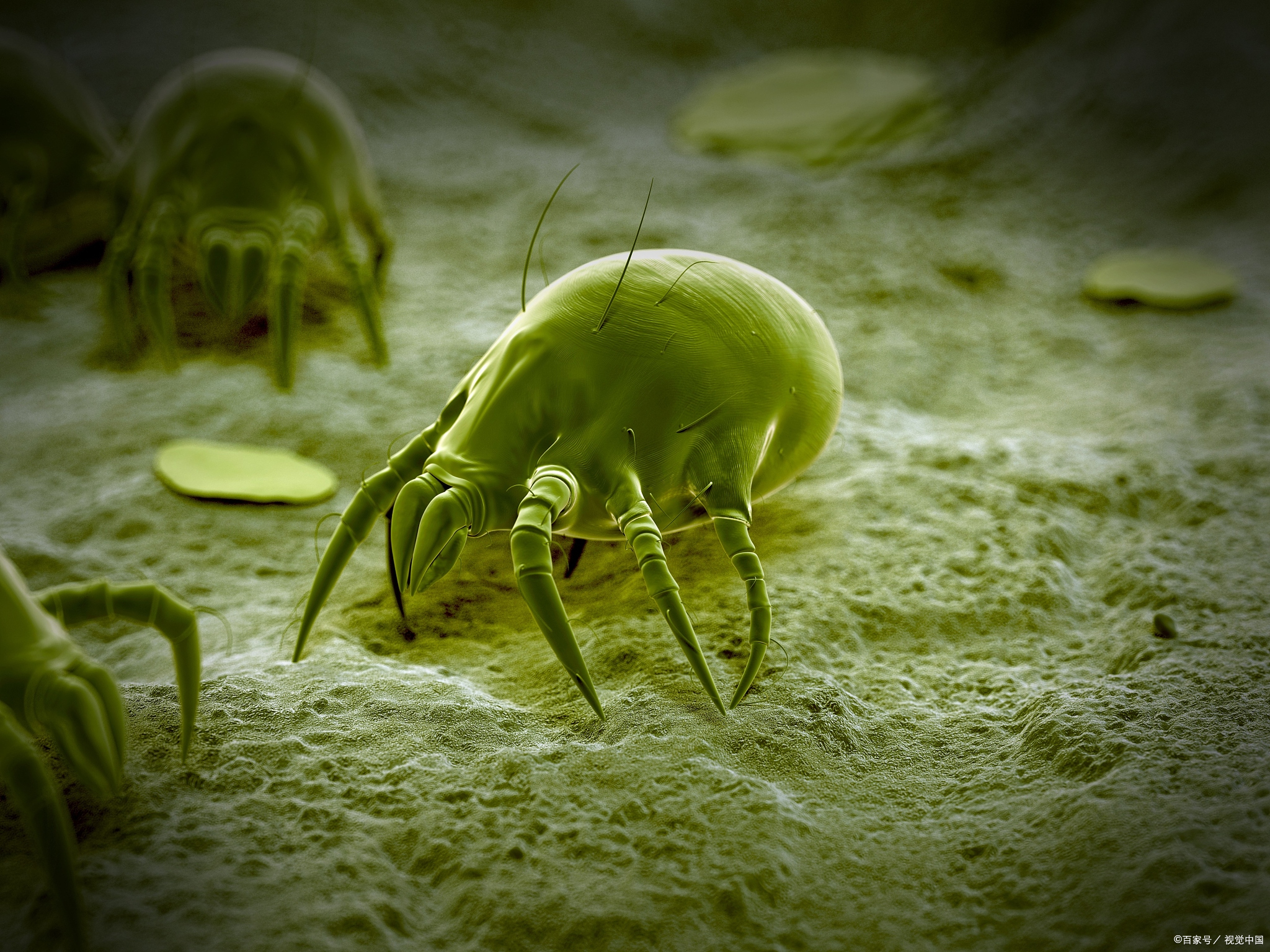 尘螨是一种微小的节肢动物,属于蛛形纲,与蜘蛛和蜱虫同属一类