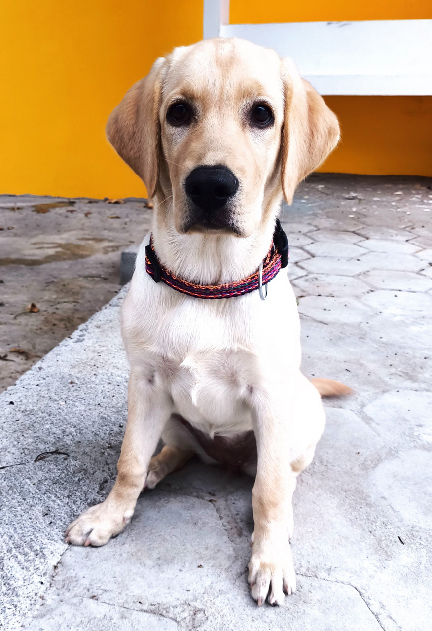 拉布拉多猎犬(英文名:labrador retriever),犬科犬属动物,是适用于导