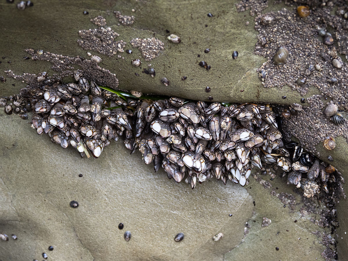 藤壶,这种附着在海洋物体上的节肢动物,在海洋中数量巨大且分布广泛