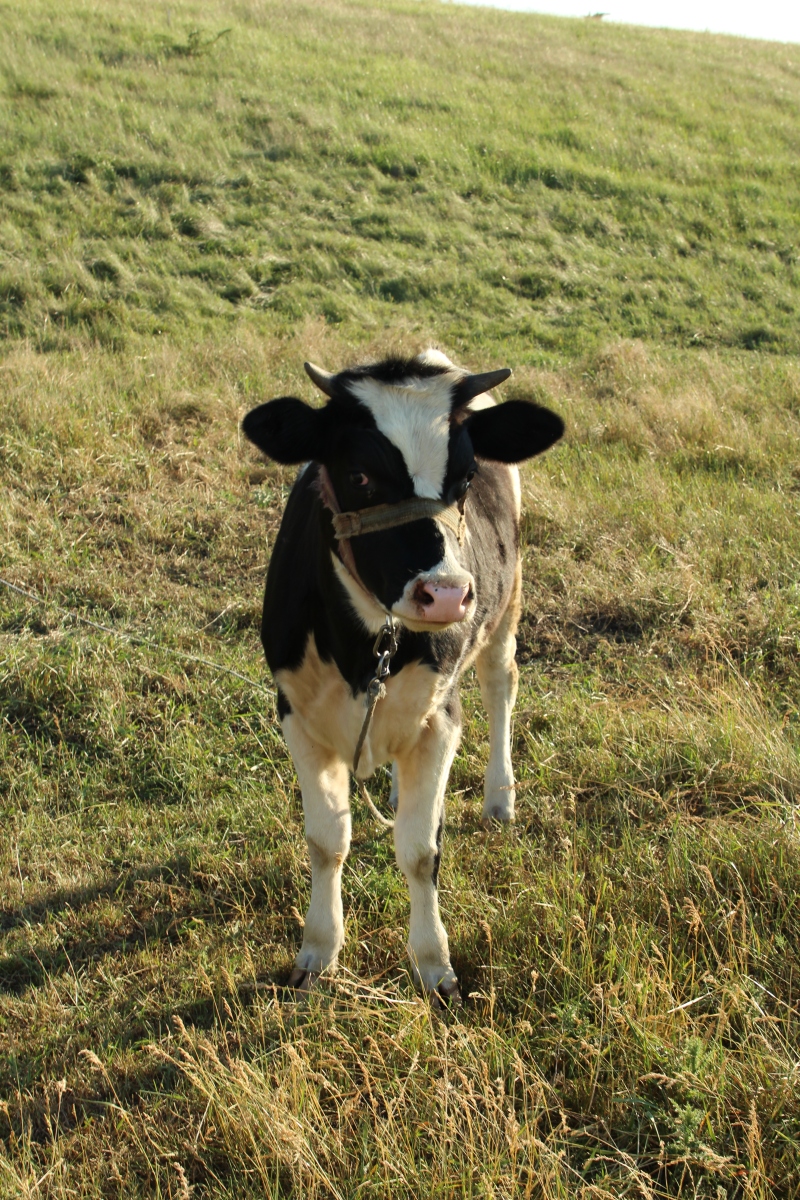 奶牛是典型的草食性动物,其饮食主要包括以下几大类:  1.