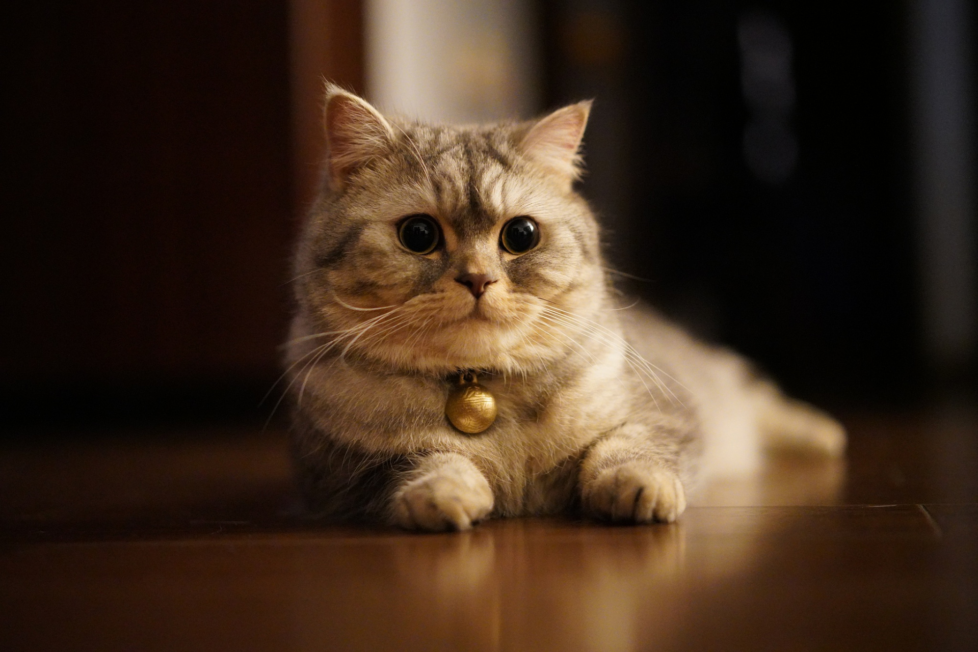 同时,观察猫咪的身体语言和声音有助于更好地了解其情感状态.