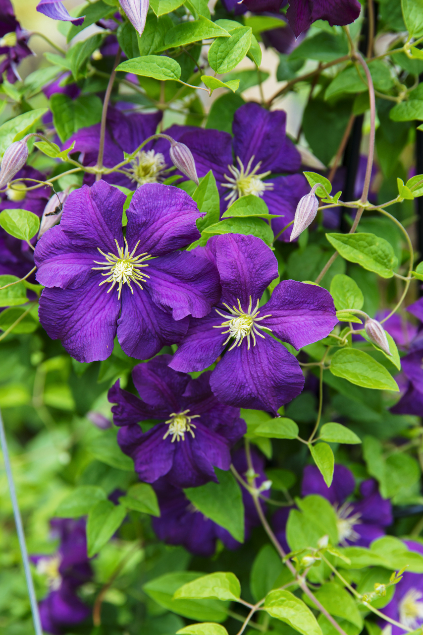 铁线莲,一种坚韧而顽强的花朵,她的花语传递着坚持和希望的力量.