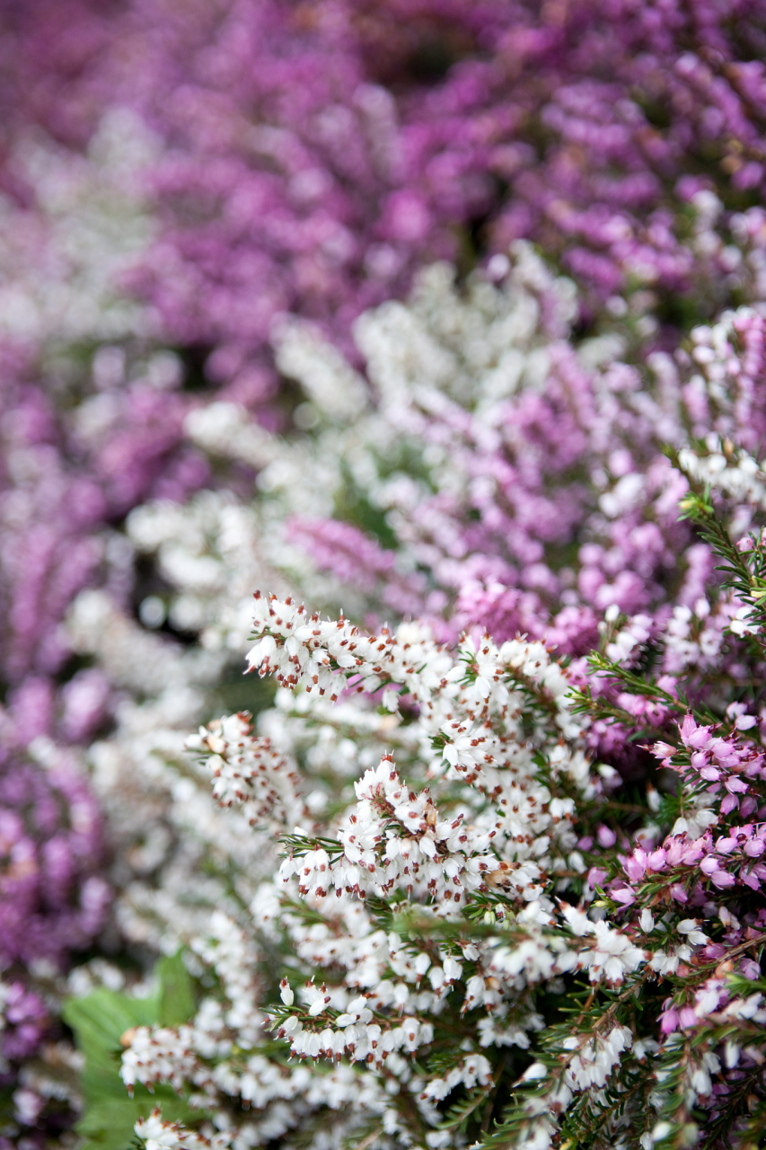 樱花草的花语是什么?  1,樱花草花语:除你以外,别无他爱.