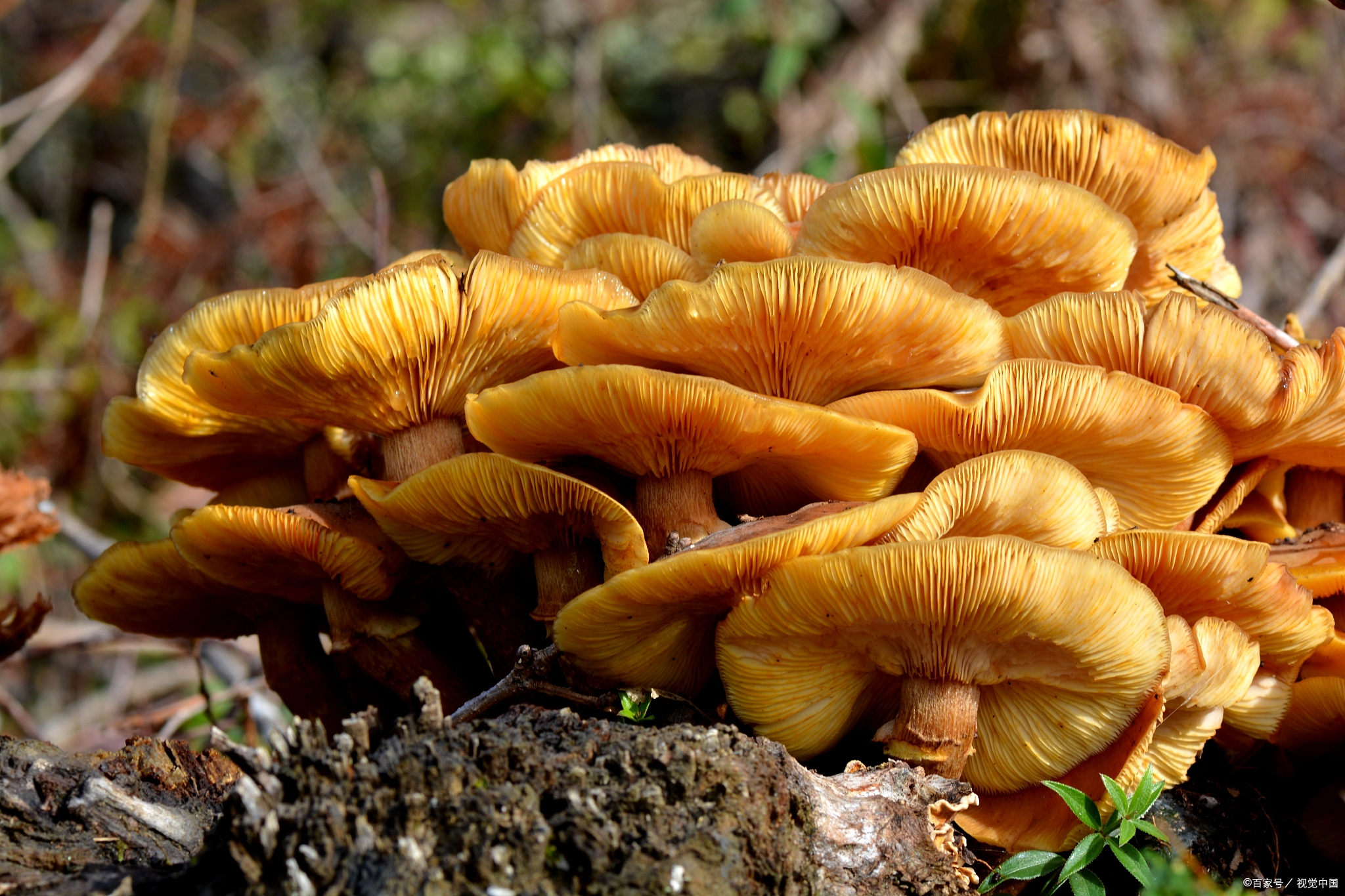 又大又长寿的蜜环菌