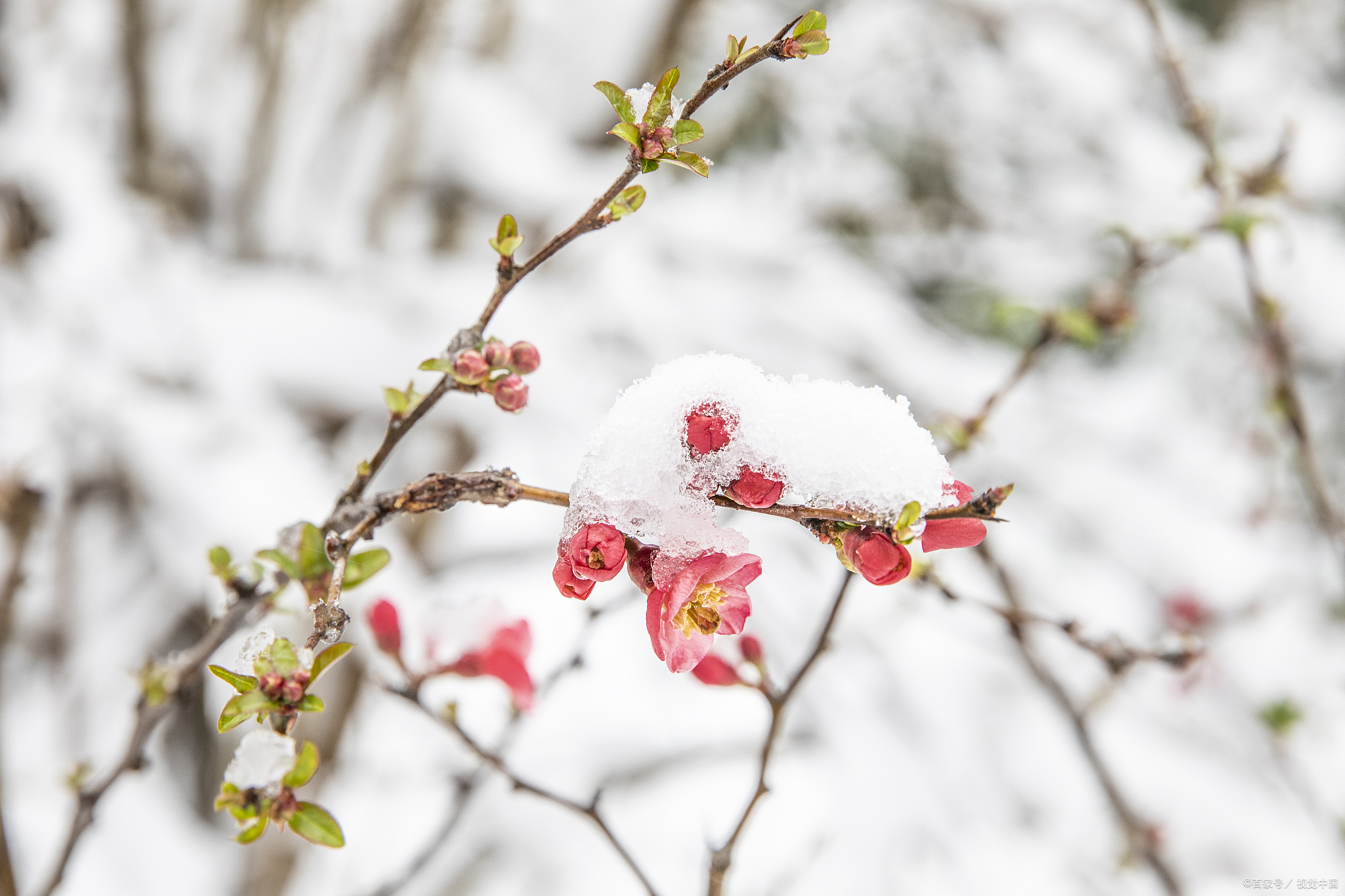 梅花香自苦寒来,这小小的花朵在冰天雪地里绽放,仿佛是大自然给我们