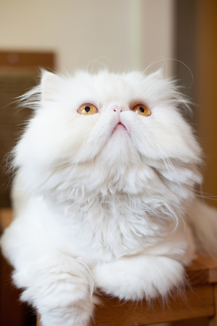 09 我家的波斯猫,你们知道的,那毛色光亮,眼神深邃的小家伙,竟然