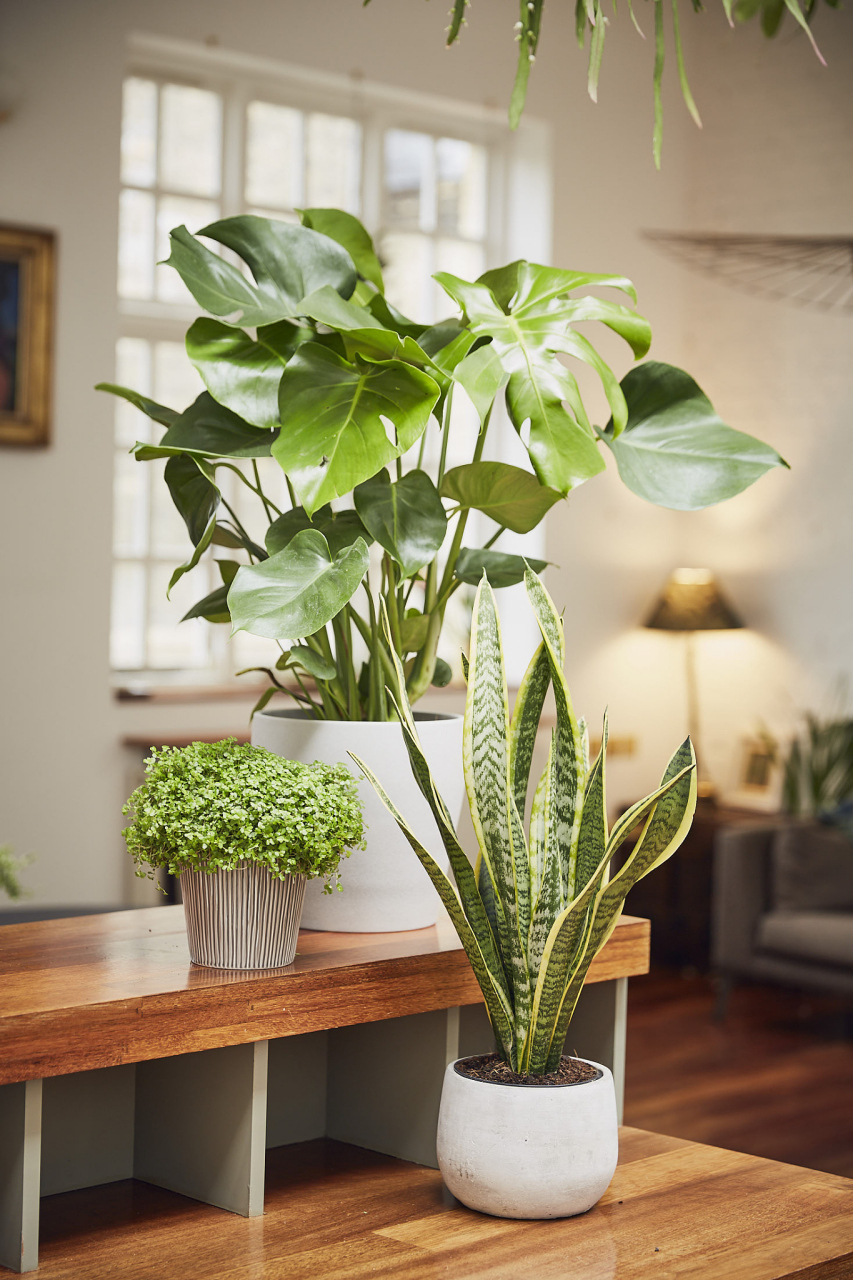 在家居风水中,挑选适宜的盆栽绿植并摆放在恰当的位置,对于家庭运势