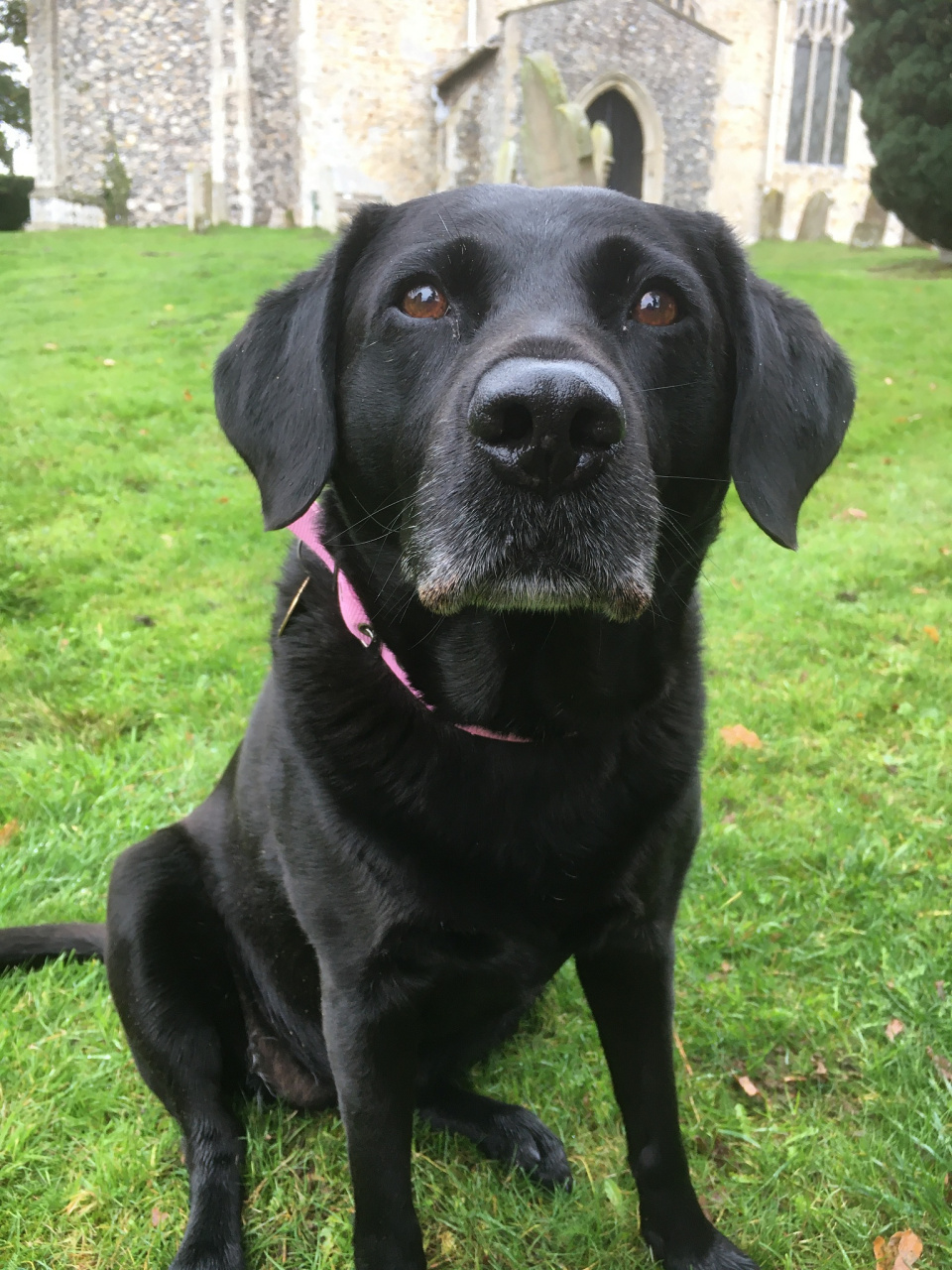 为黑色拉布拉多取名时,可以考虑以颜色为灵感,性格特点或有趣,寓意