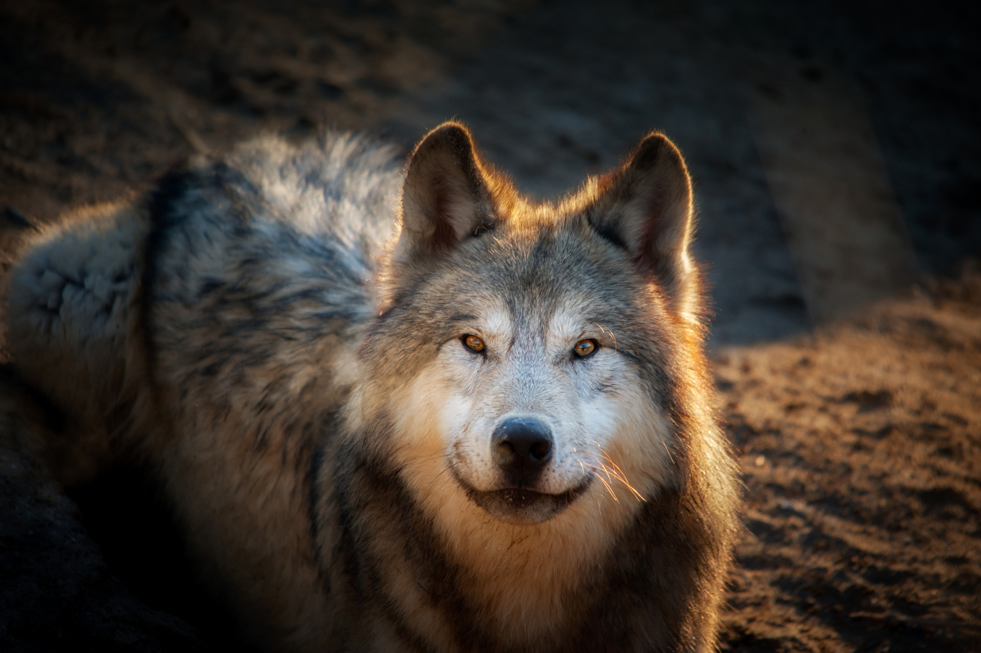 92狼性,是一种追求成功的精神,它代表着不断进取,不屈服的勇气.