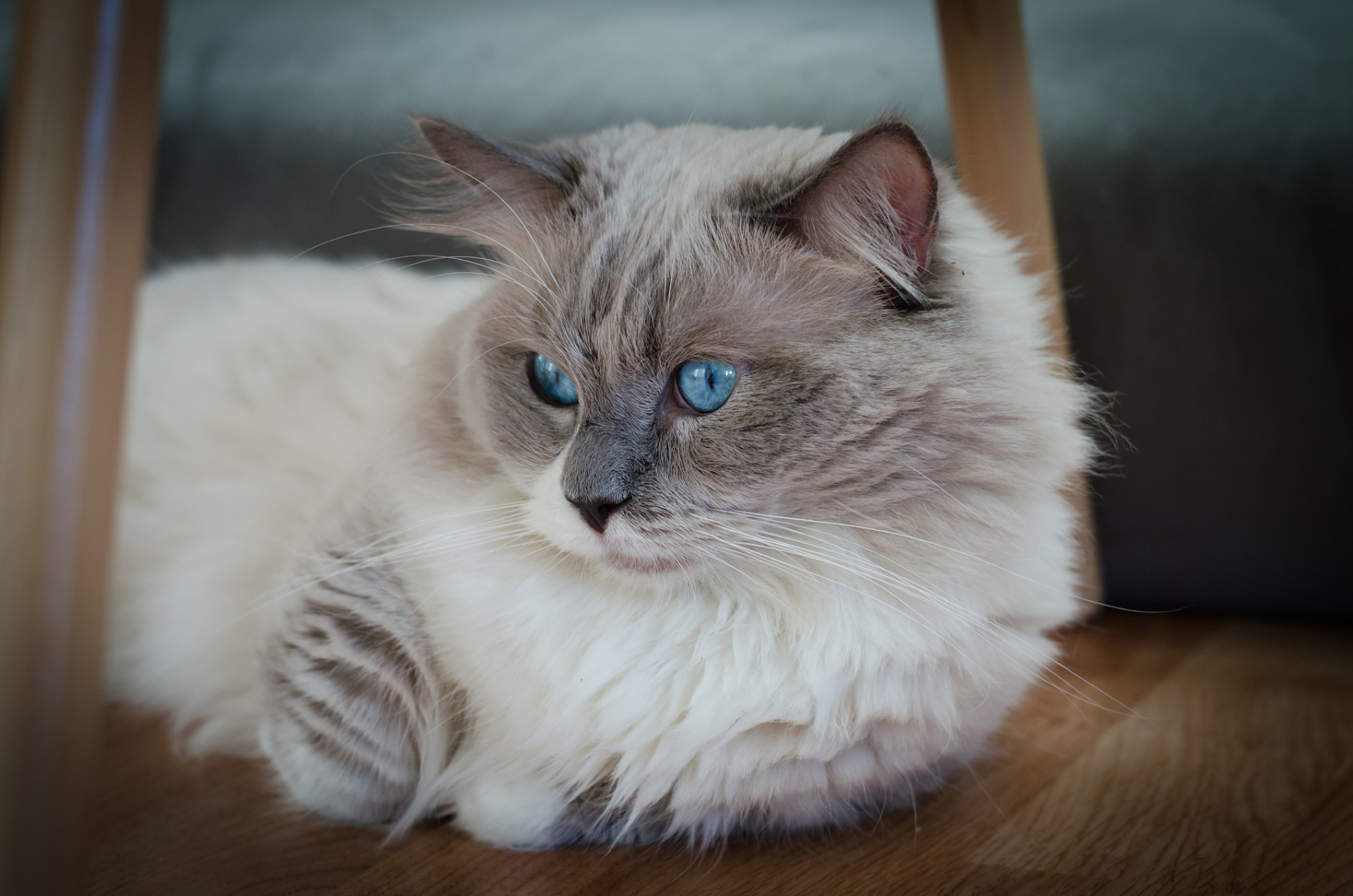 巴厘猫,这个名字让人联想到印度尼西亚的巴厘岛,带着一种异国情调.