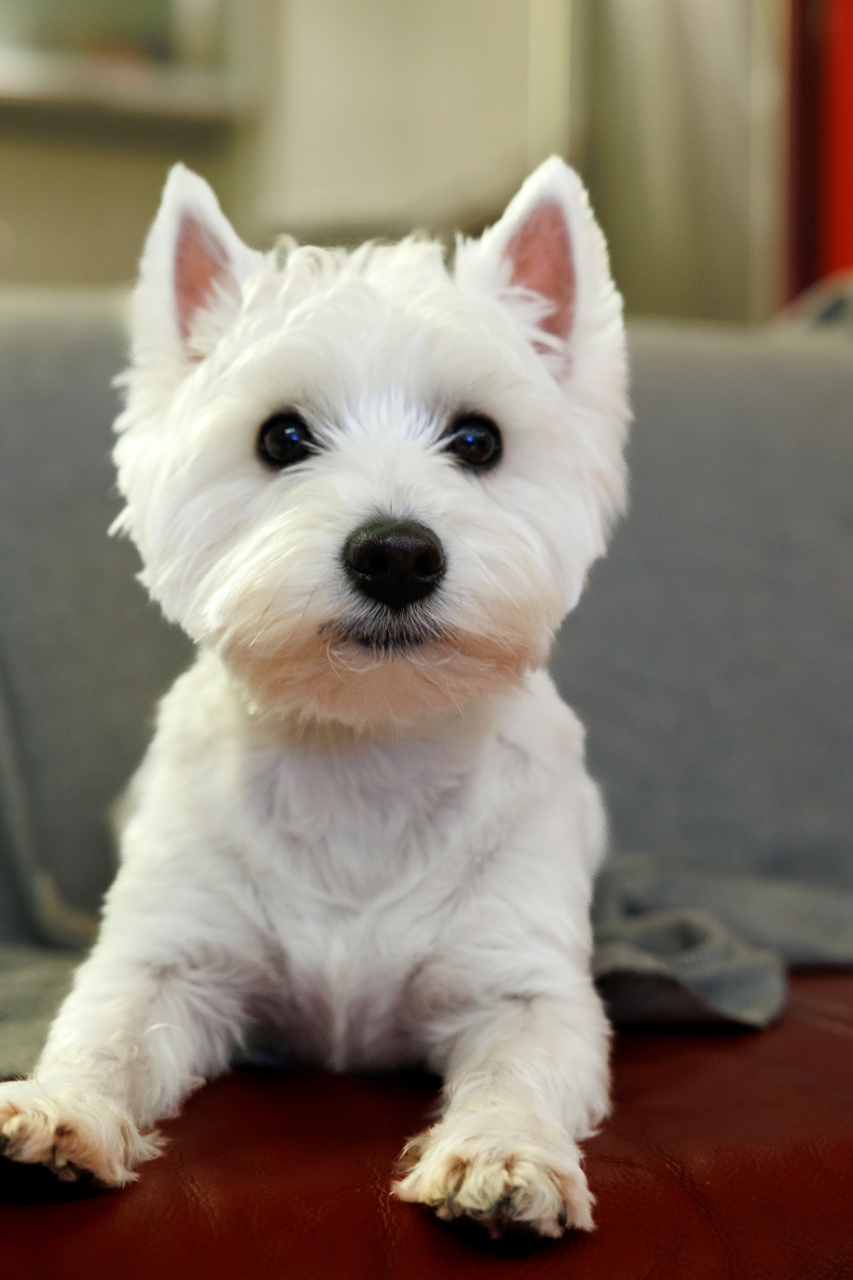 西高地白梗# 是一种超可爱,受欢迎的狗狗!