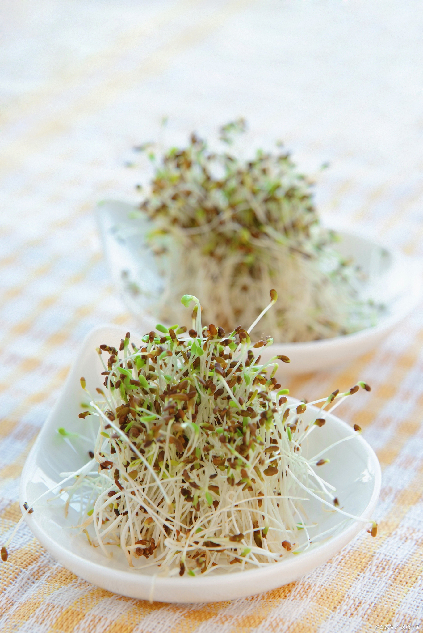 豆芽有什么作用呢绿豆芽有什么作用呢 百科ta说 豆芽有什么作用呢绿豆芽有什么作用呢 百科ta说