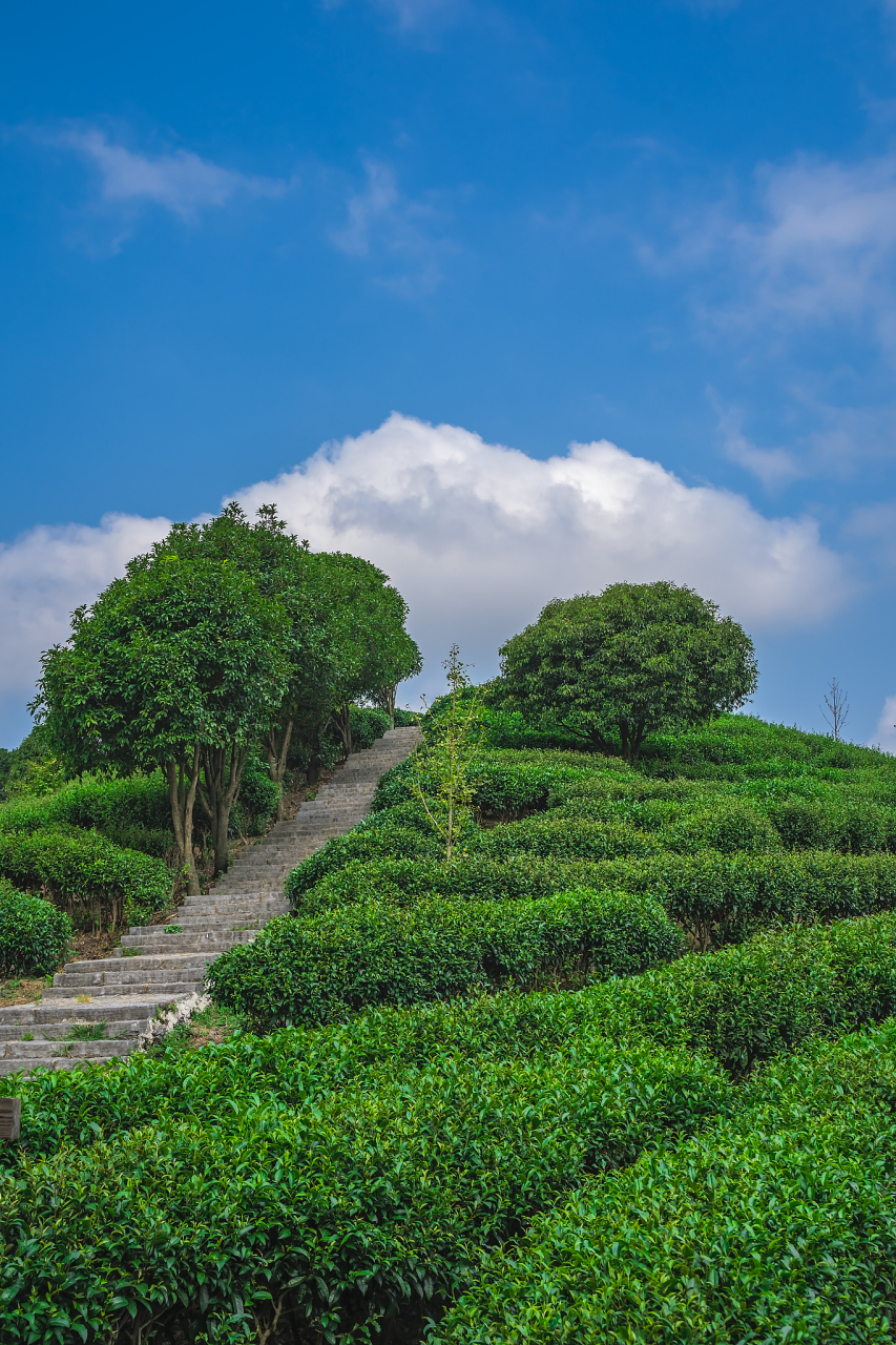 梅州雁南飞茶田景区,一个以茶文化为主题的地方,集自然风光,人文景观