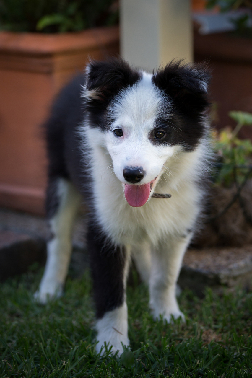 边牧长大后体型有多大,成年边牧的体型大小取决于父母的遗传基因和