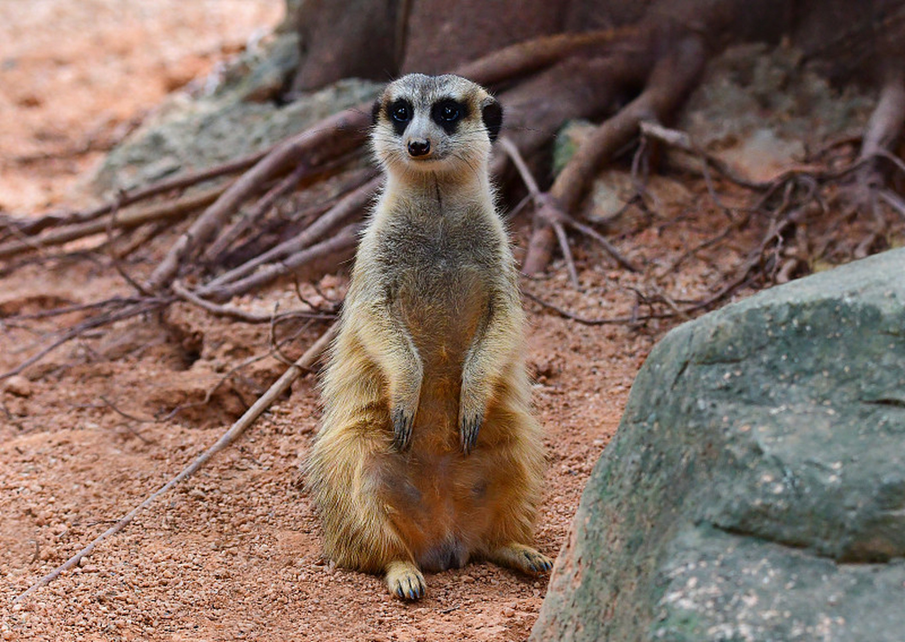 郑州玩乐攻略# #春天里躺一躺# #去郑州逛春天#  细尾獴,这一动物界