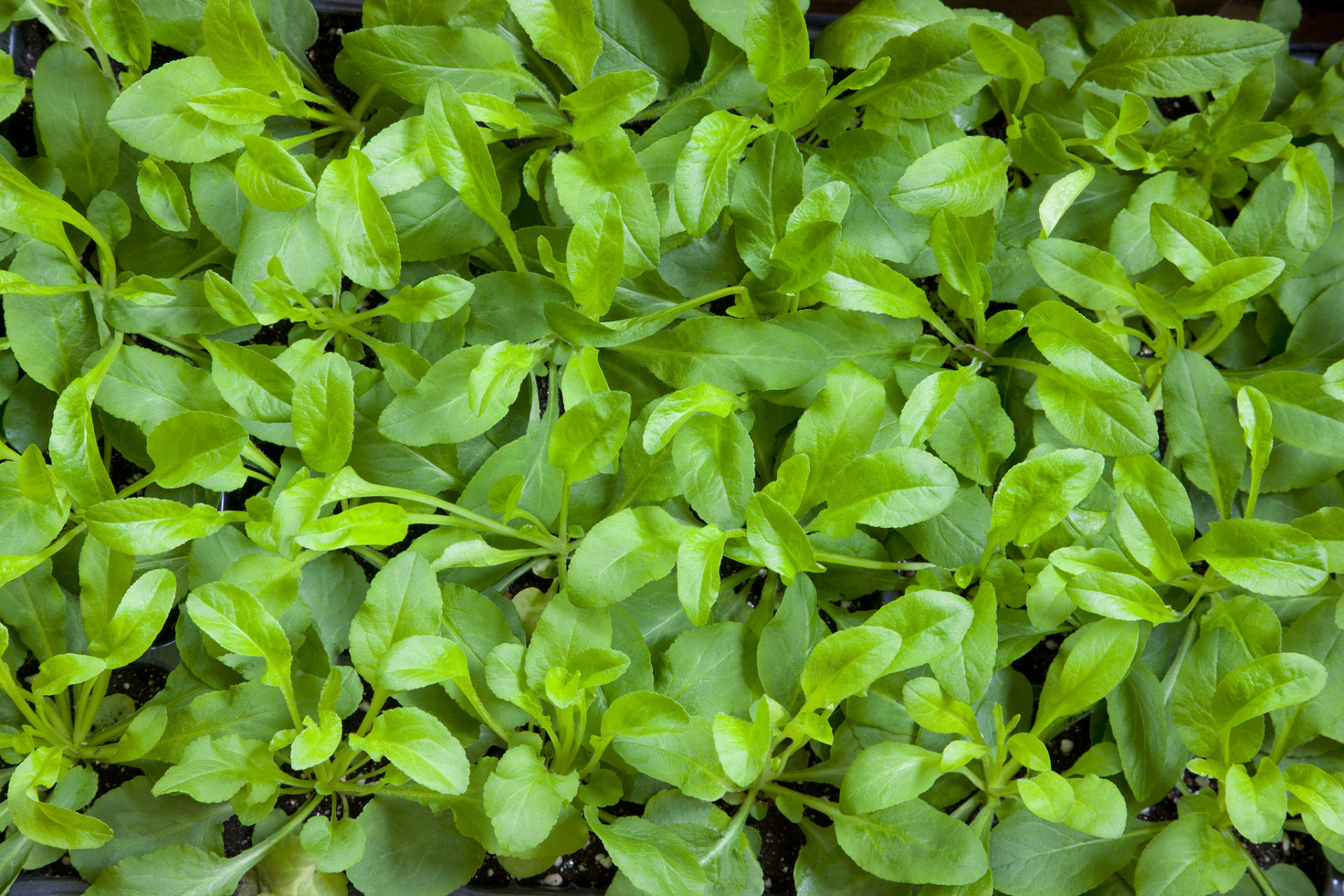 鸡毛菜,又称油菜,是餐桌美味且富营养.