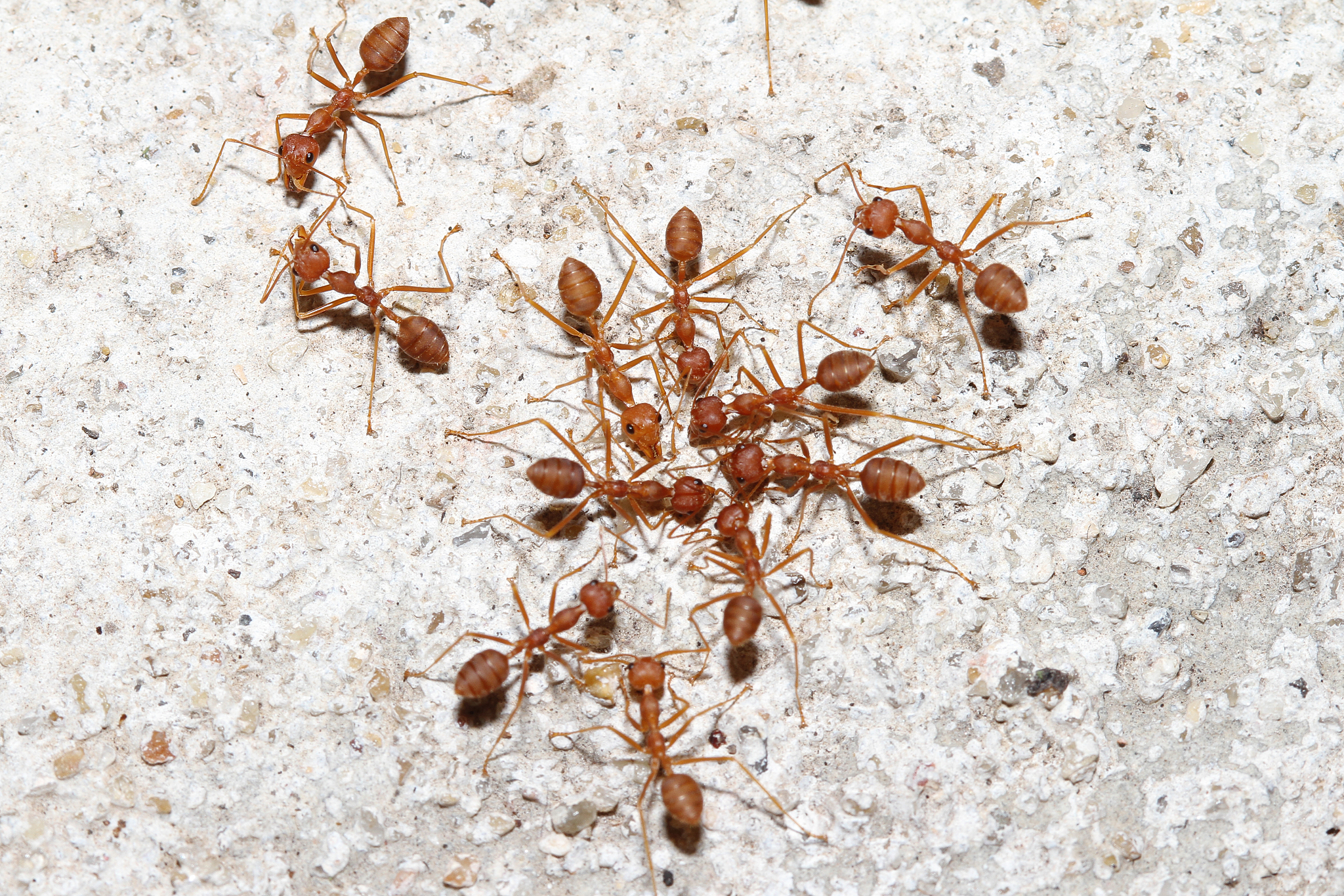 [原文:微观奇迹之红足修猛蚁:打.