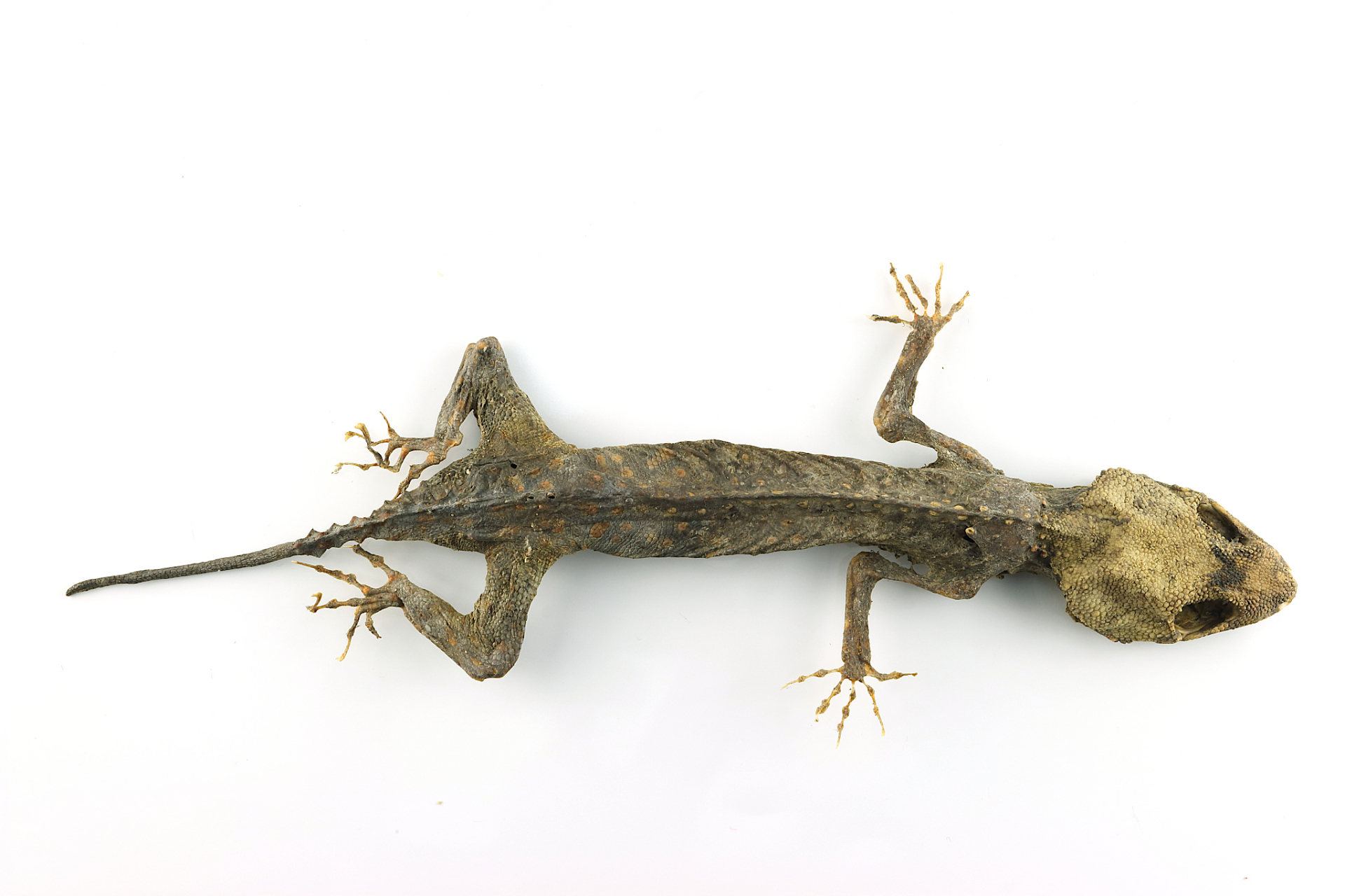 壁虎断尾求生,自然界中的生存智慧06#壁虎#   自然界总是充满着神奇