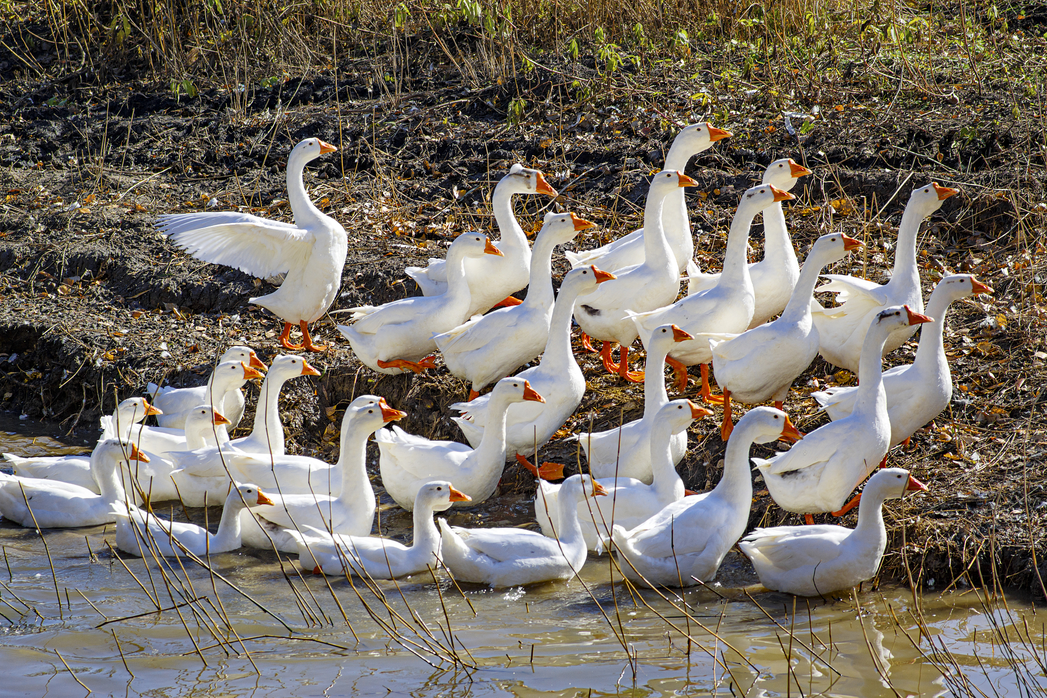 鸭鹅养殖,兽药,化药少不了!效益最大化靠什么?合理用药是关键