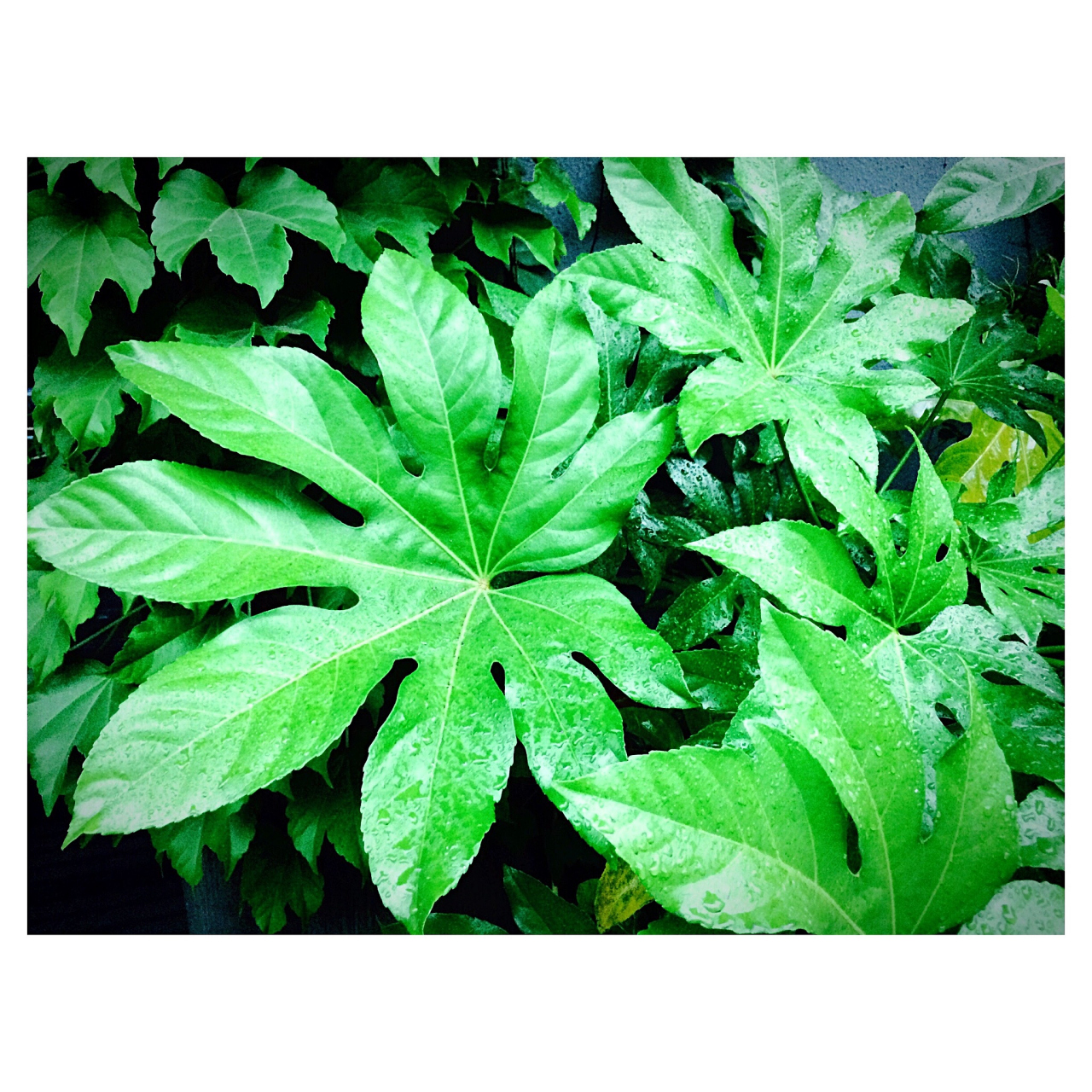 八角金盘是一种常见的盆栽植物,适合种植在有排水孔的盆中,使用透气性