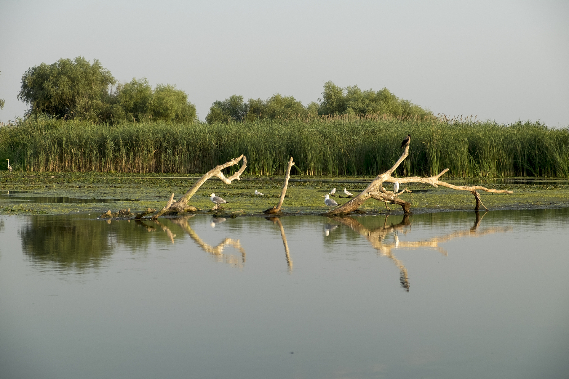 位于江苏省泗洪县的洪泽湖湿地景区,被誉为"江苏省绿意"的代表.