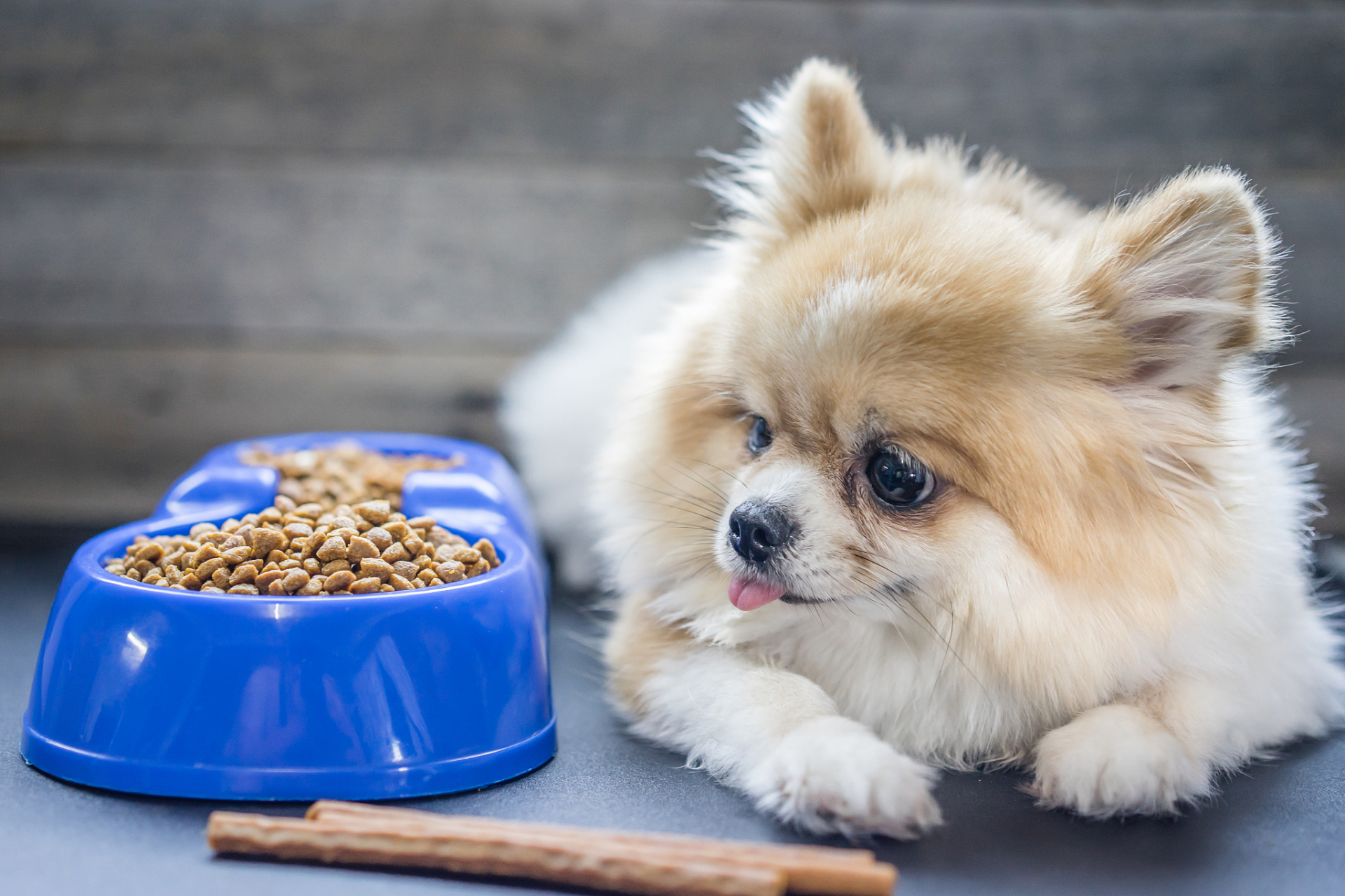 博美犬的饮食需谨慎选择,避免人类食物,控制零食数量,避免喂食牛奶
