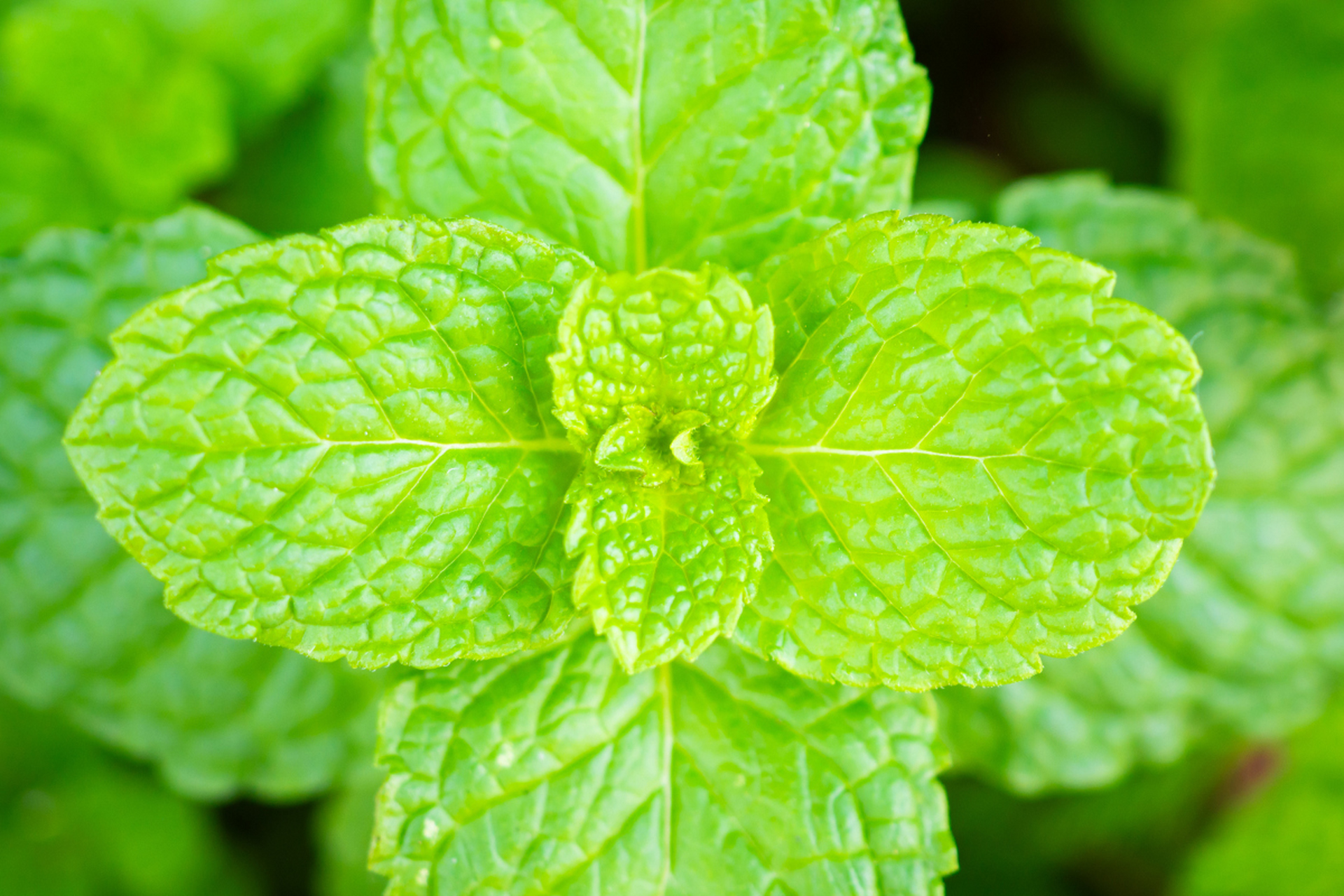 薄荷——神奇的三合一植物!缓解胃痛,消除焦虑,紧致毛孔还控油抗炎.