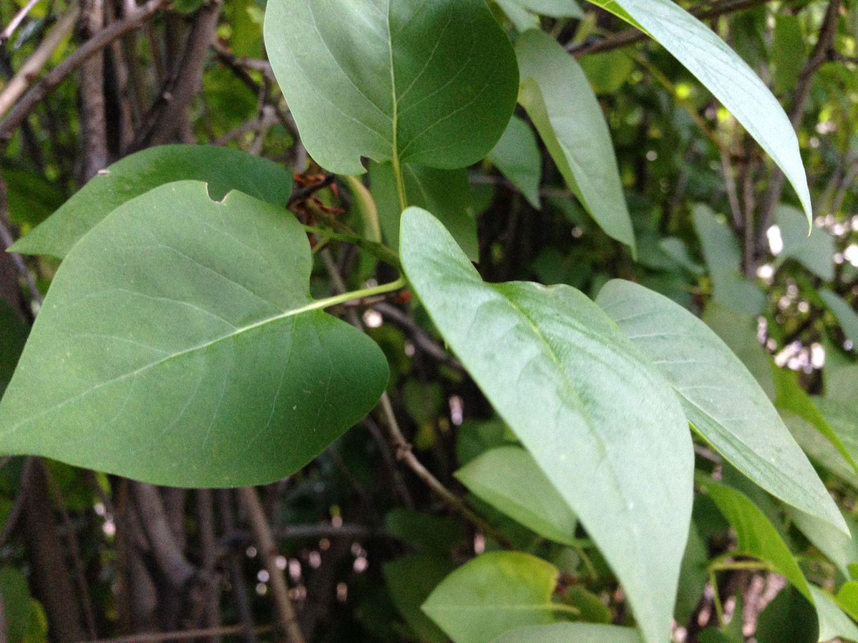 鸡屎藤是一种深受广大百姓喜爱的草药,经常被用来煲汤