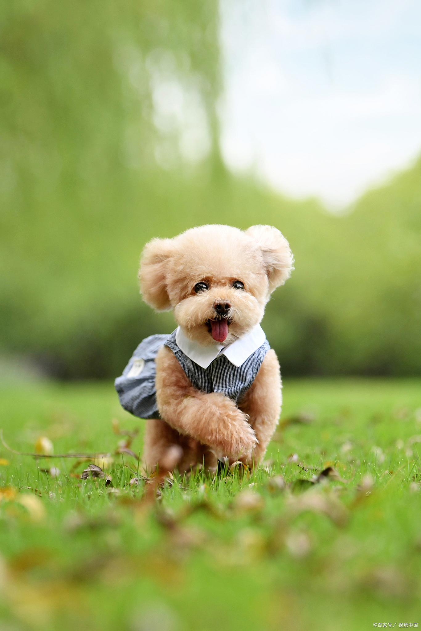 7月11日生肖狗的运势(2021年7月11日生肖运)