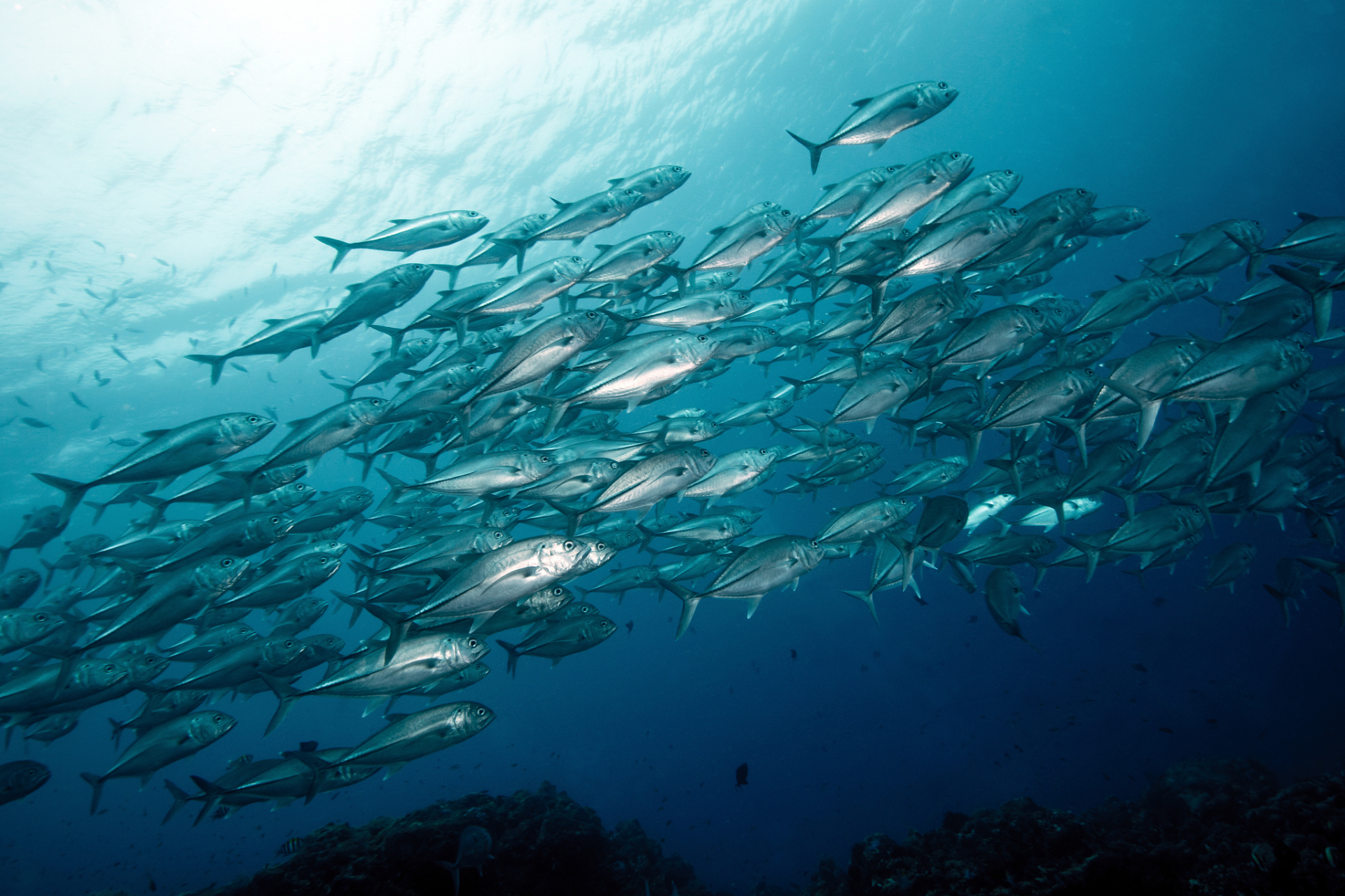 海洋生物多样性是指海洋生态系统中物种,遗传和生态的多样性.