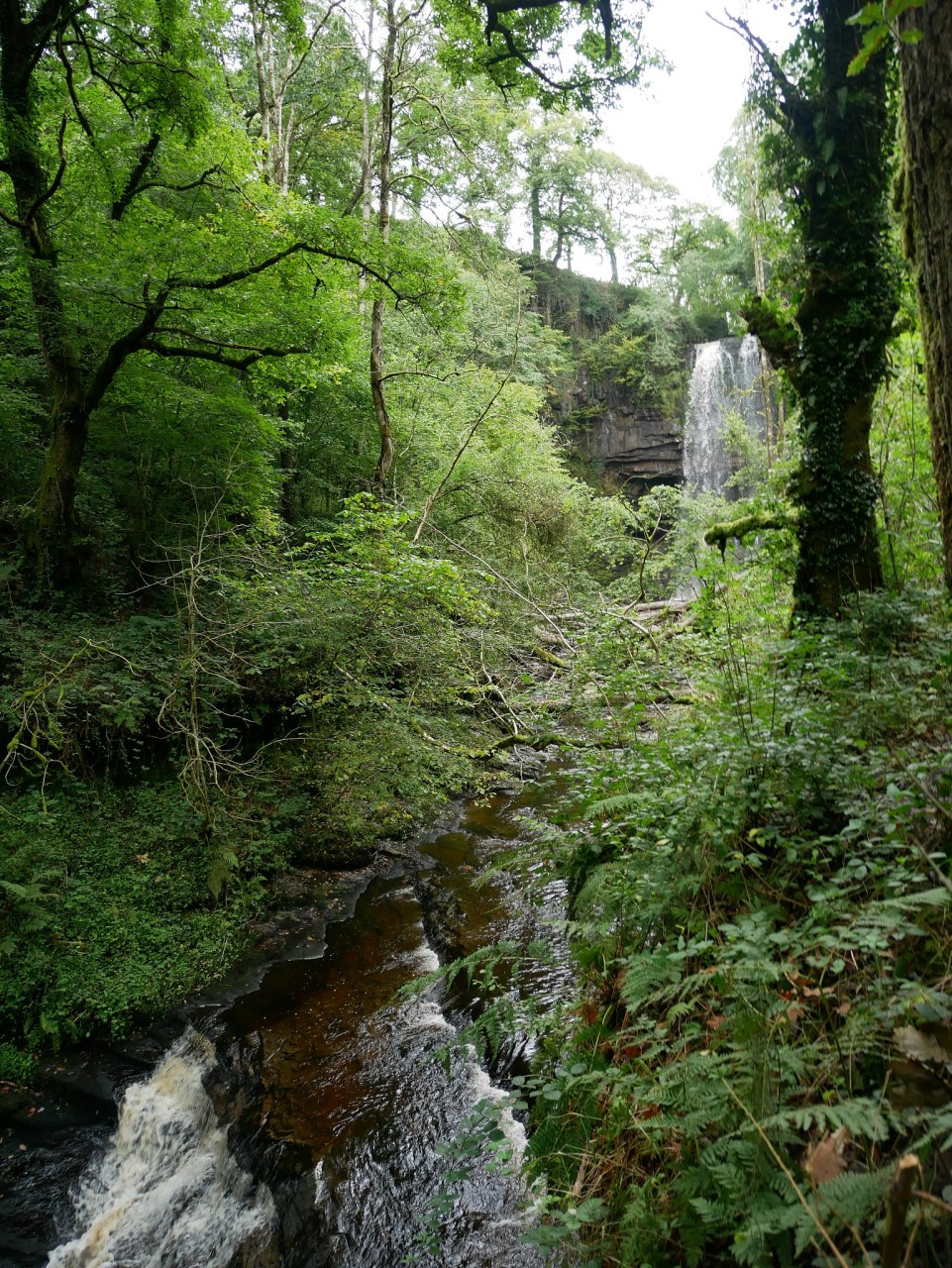 古蔺县黄荆老林风景区图片