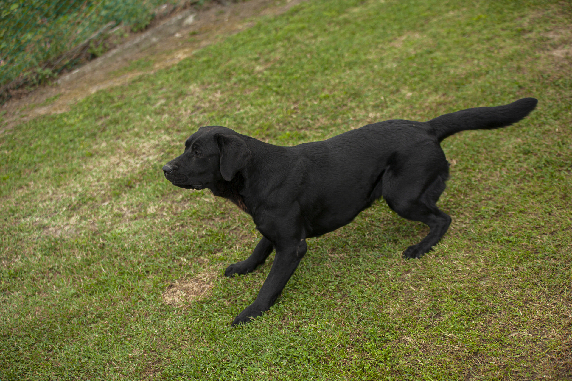 快来选择一只纯黑犬种,开启忠诚陪伴的美好时光吧!