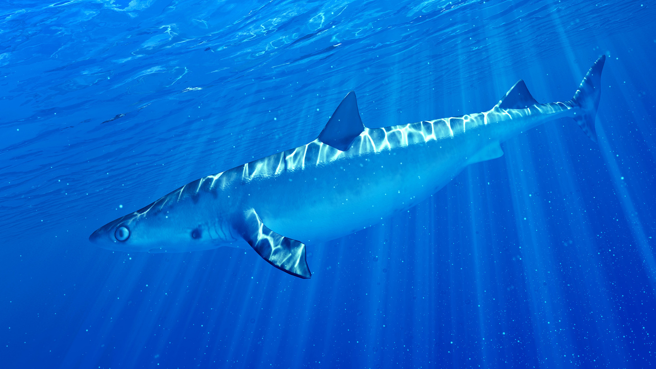 鲸鲨仅1科1属1种.身体庞大,全长可达20米,是世界上最大的鱼类.