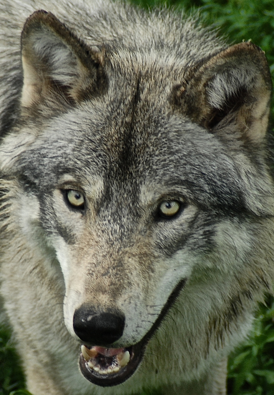 《狼道》中最狠的十句话,让你瞬间清醒.