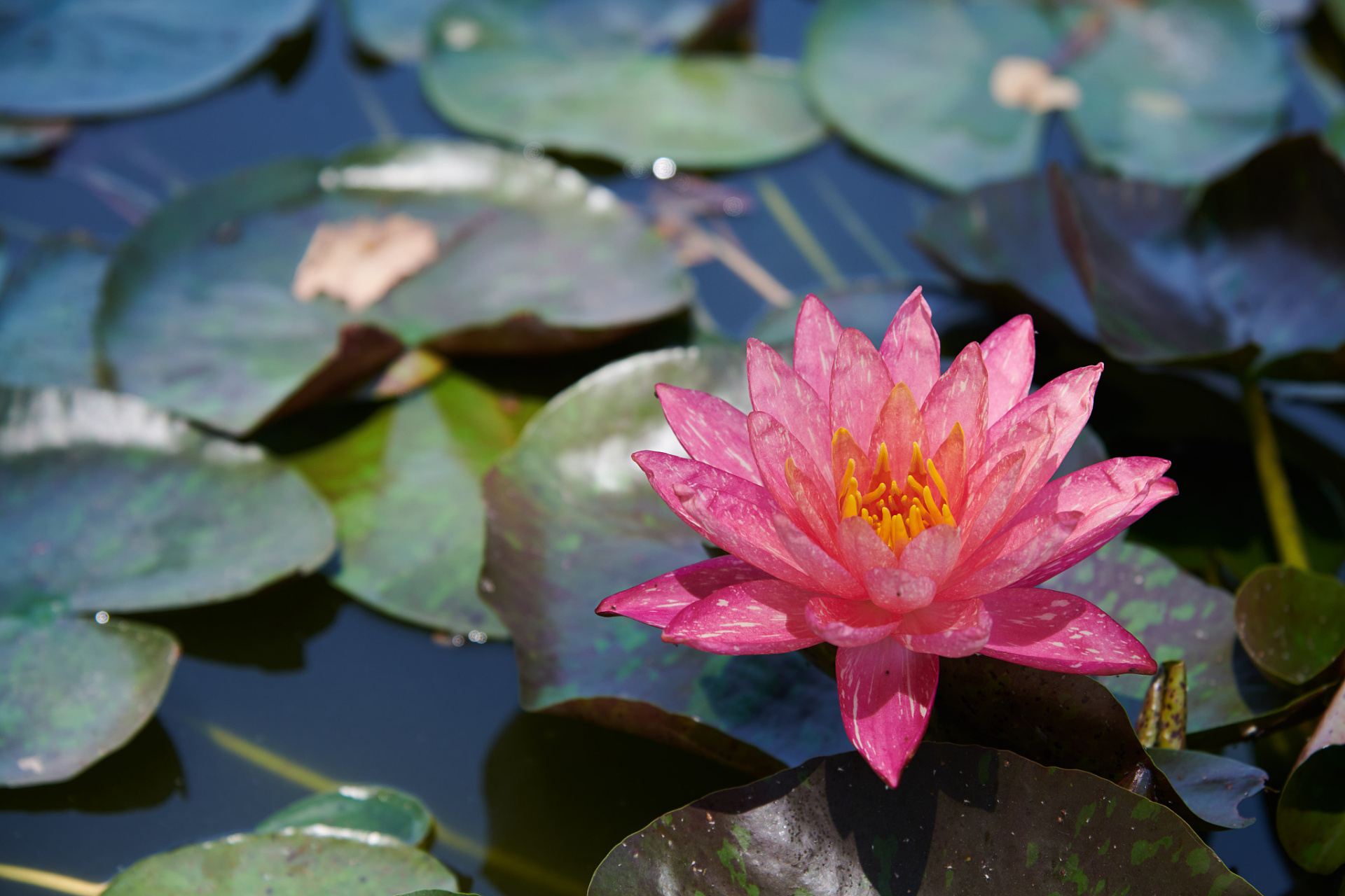 成都桂溪生态公园的池塘里,出现了一株独特的睡莲