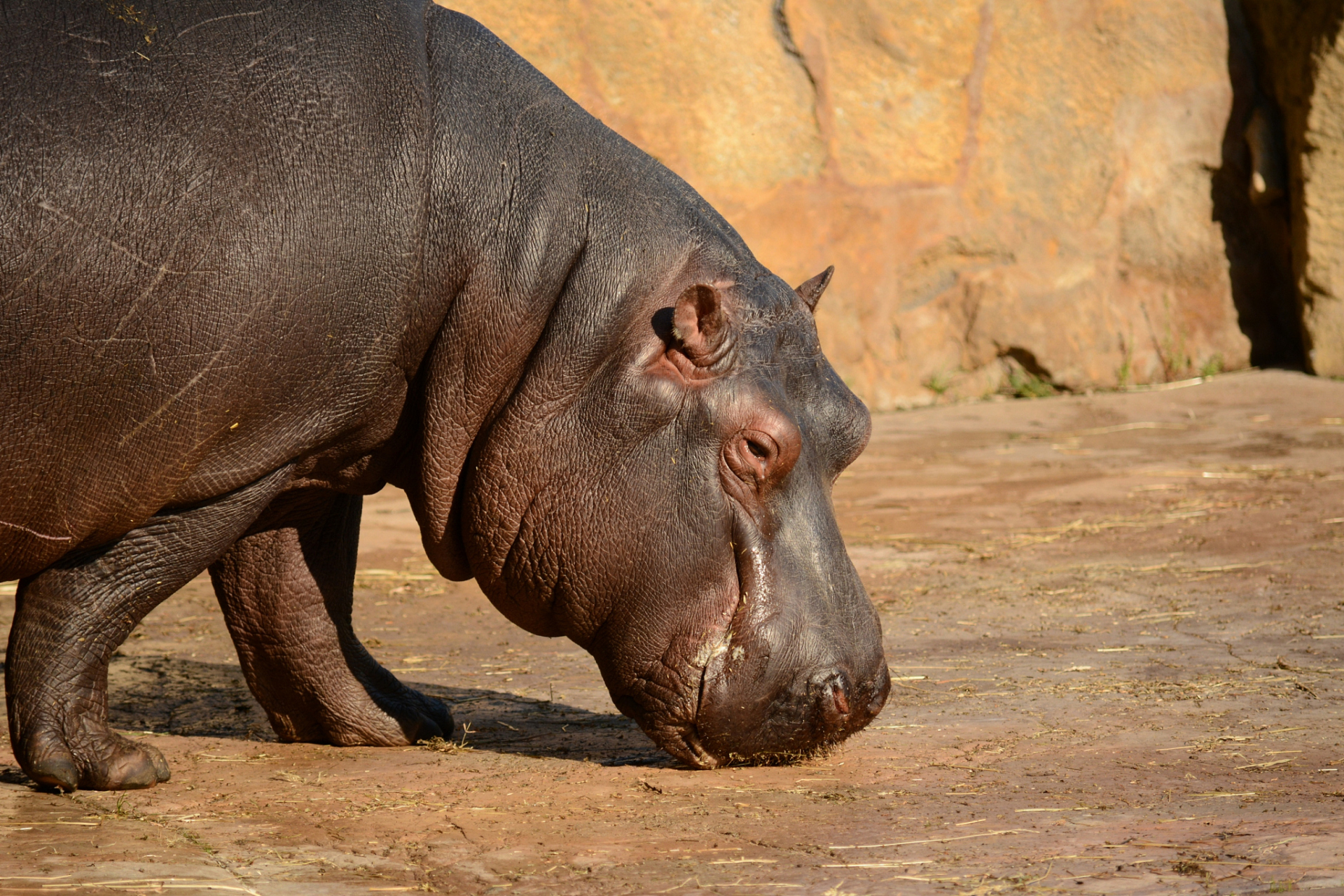 河马,陆地第三大哺乳动物!与小瞧它的你无亲缘关系.