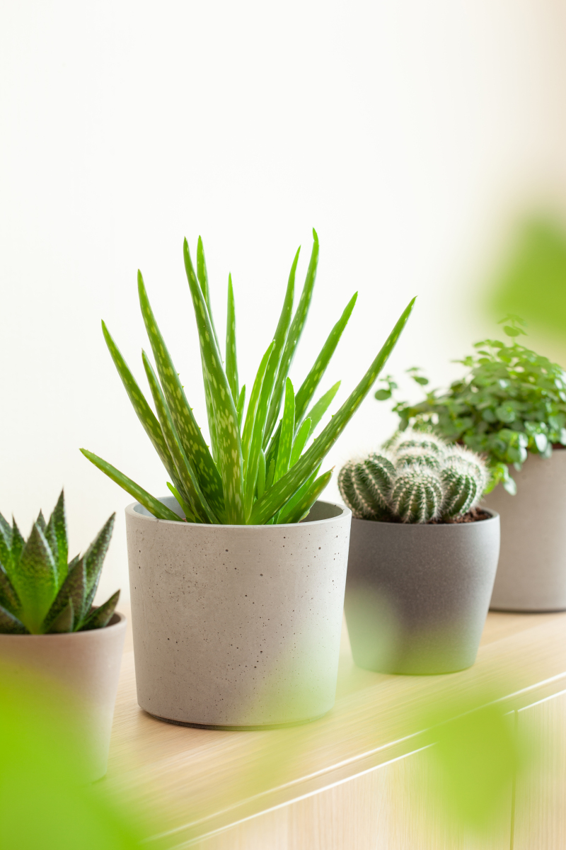 图片植物图片