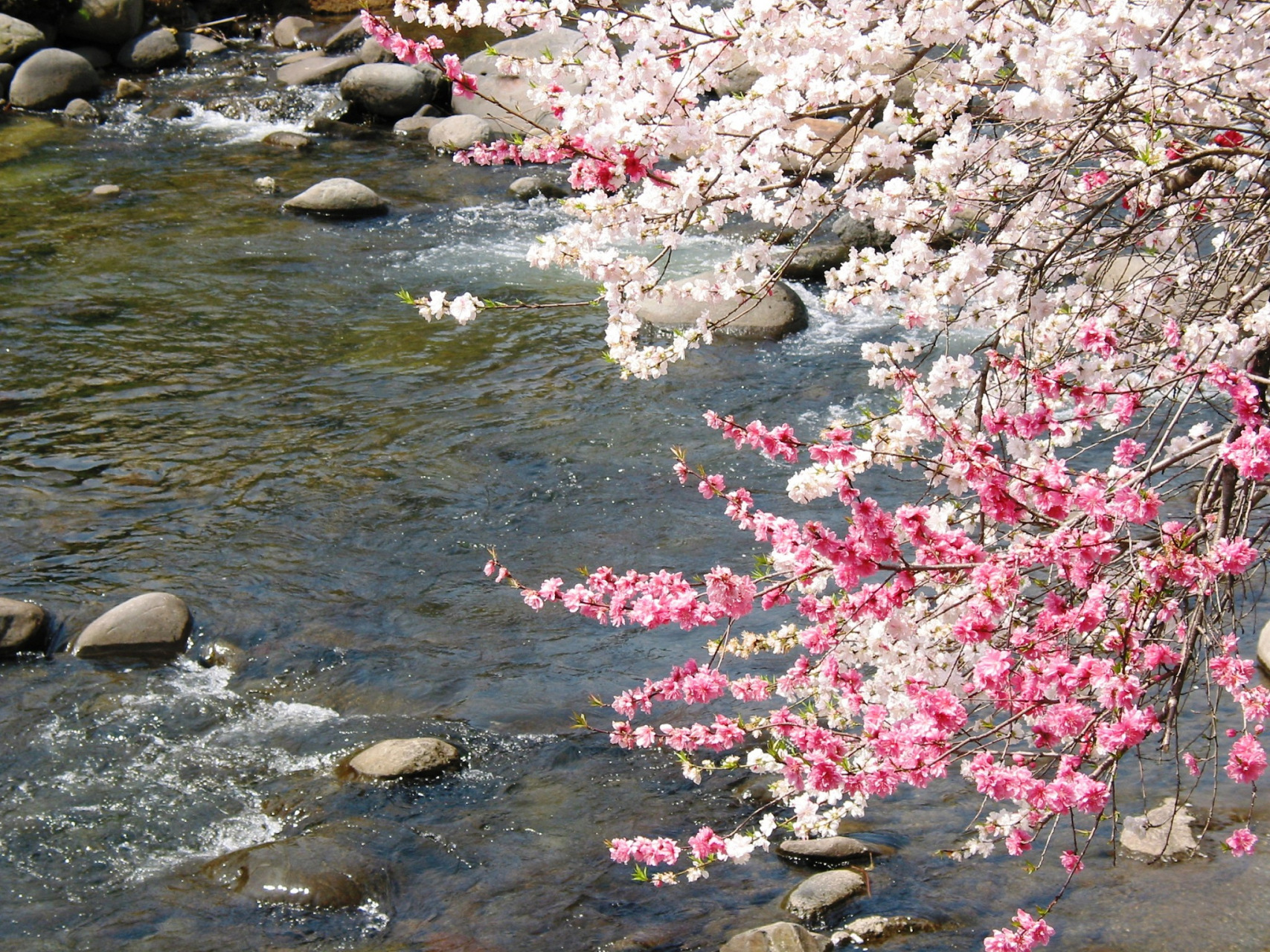 网红桃花水一瓶卖到42元#,真是太扯了,这诗什么神仙水吗,好像真能走