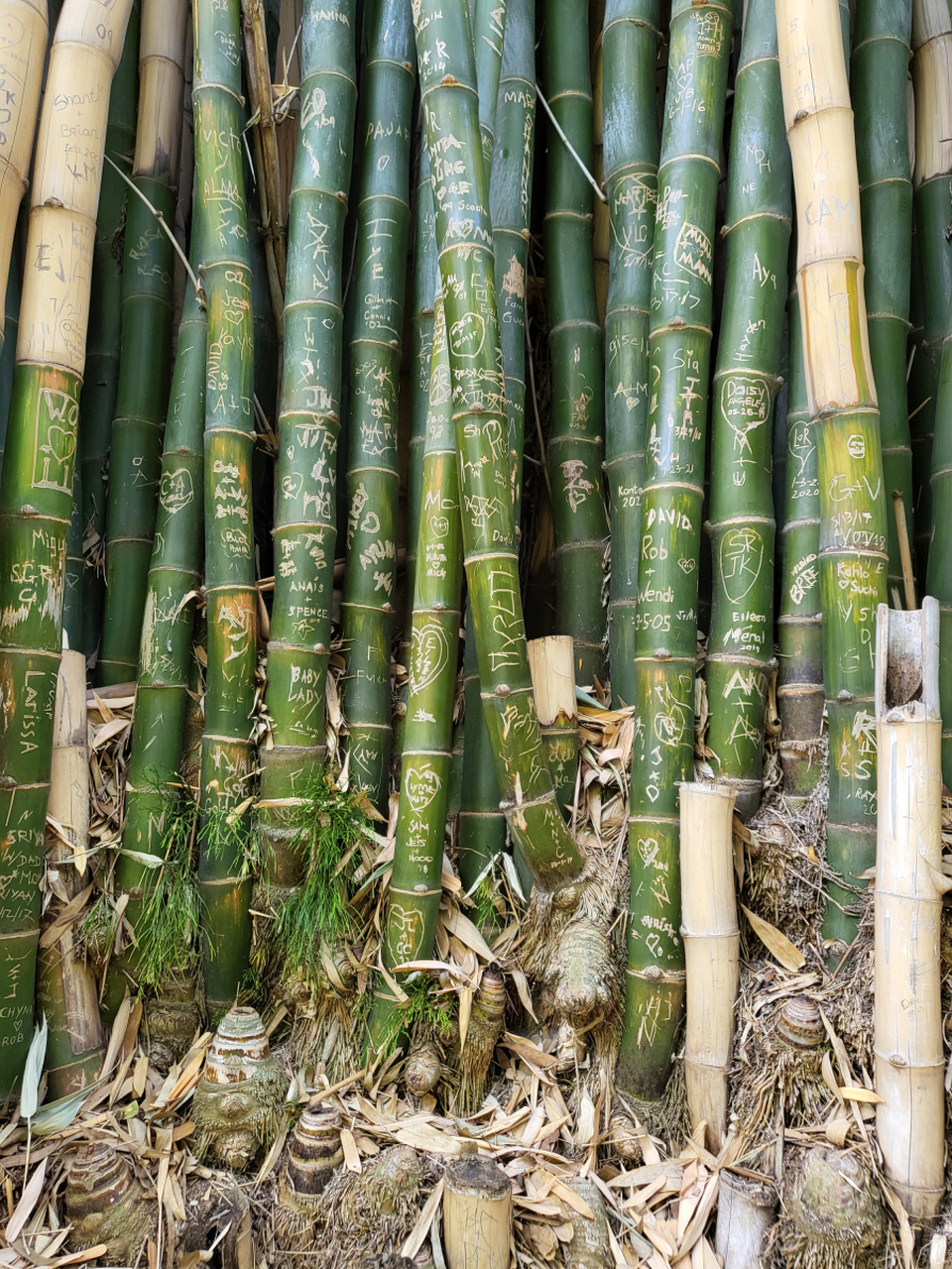 浙江#城市大玩家# 安吉竹笋:大自然的馈赠,餐桌上的珍品  在浙江省