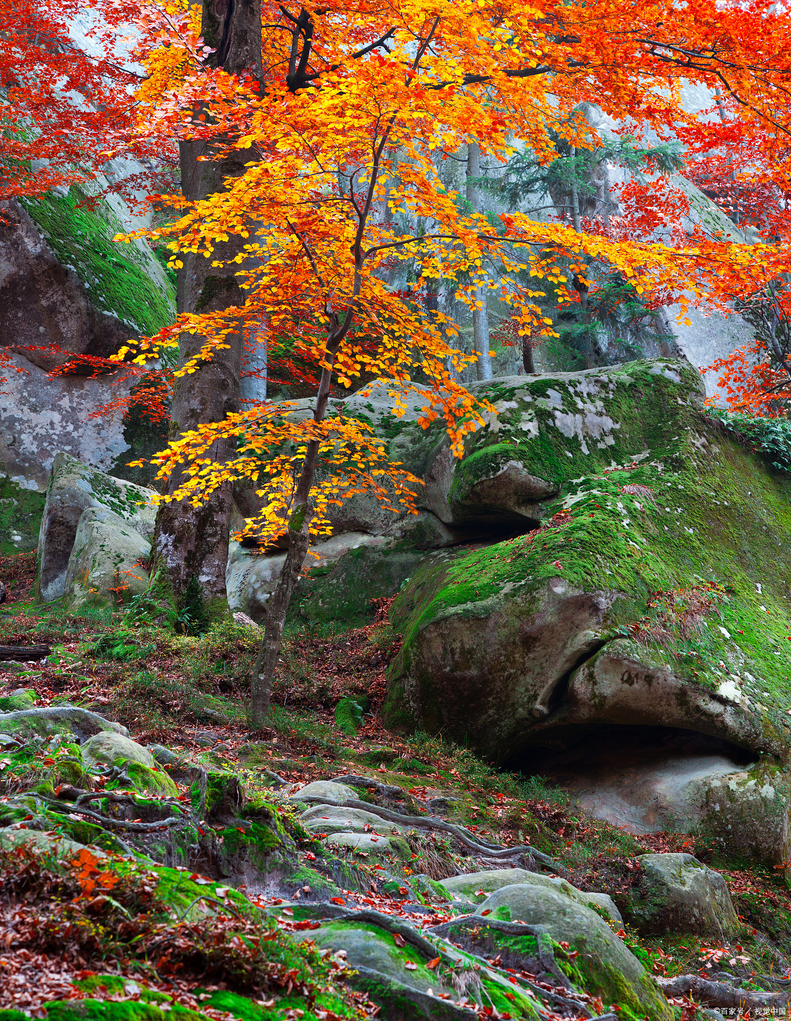 衢州常山三衢山秋色,层林尽染美如画!