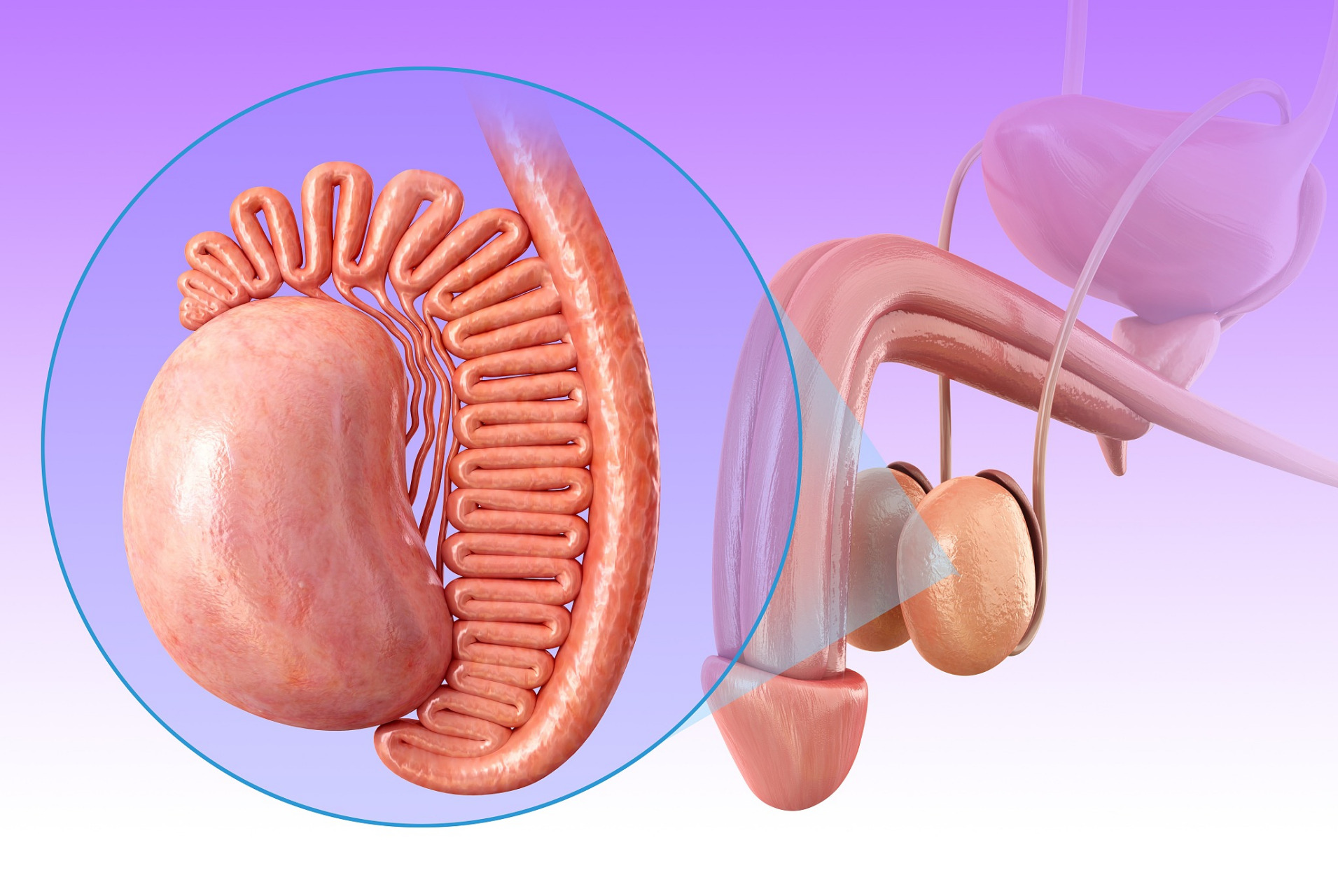 睾丸炎,对女生有什么影响?
