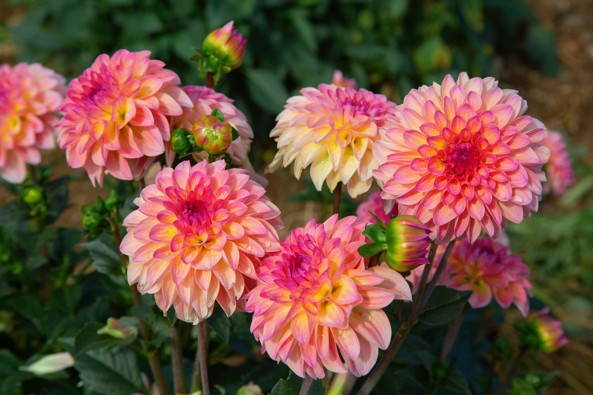 首先,小丽花的花语是"优雅,高贵,华丽",这与其美丽的外形和优雅的