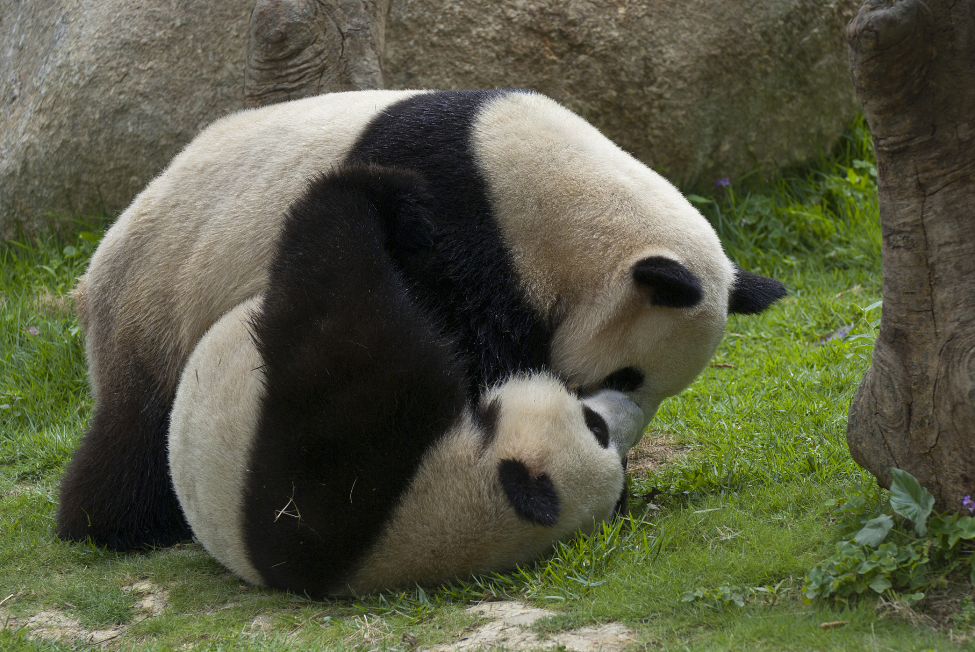 泰國大熊貓林惠去世# 4月19日,泰國清邁動物園的一隻雌性大熊貓種