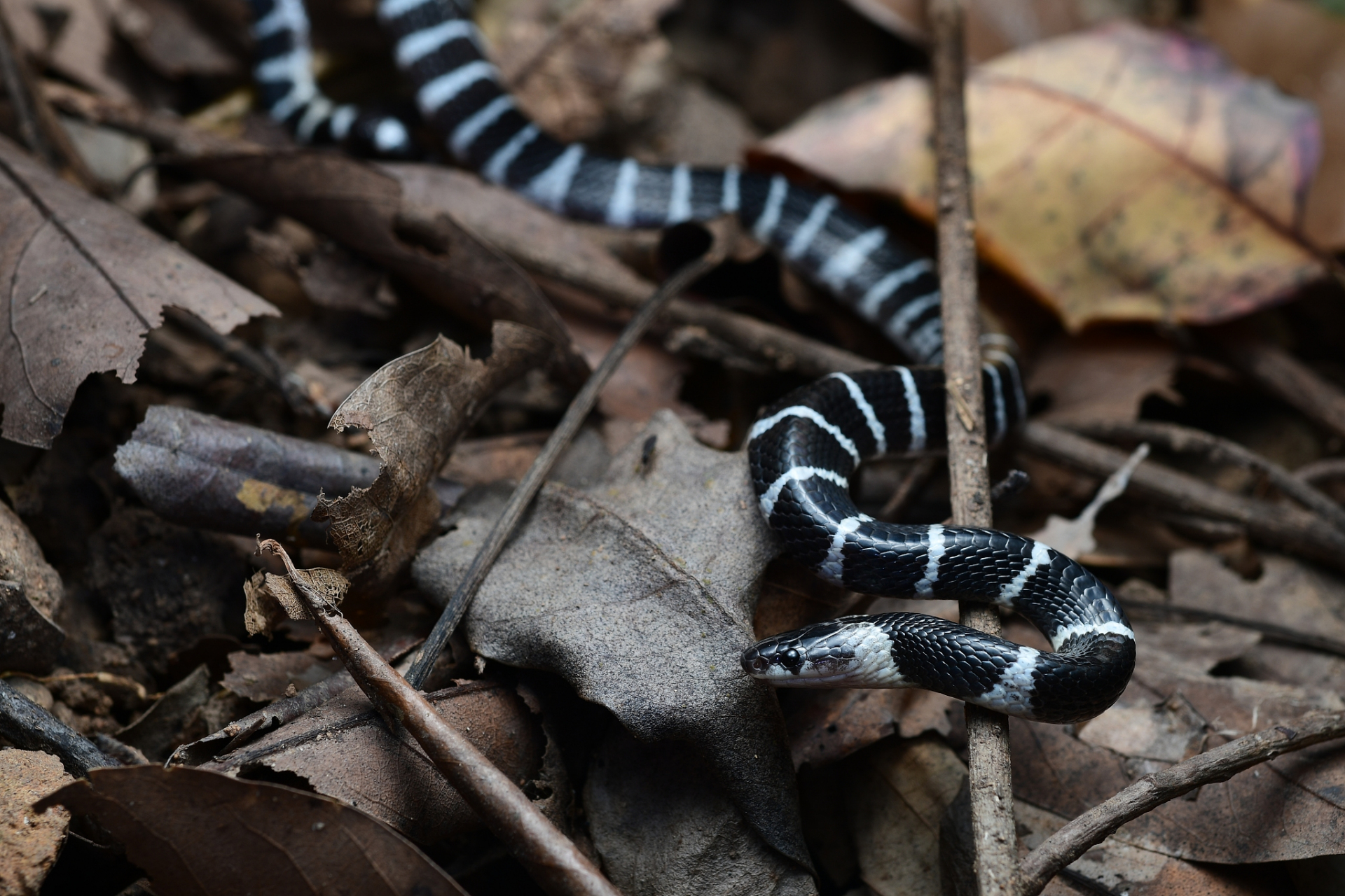 银环蛇,黑白环状斑纹,亚洲的致命毒蛇!