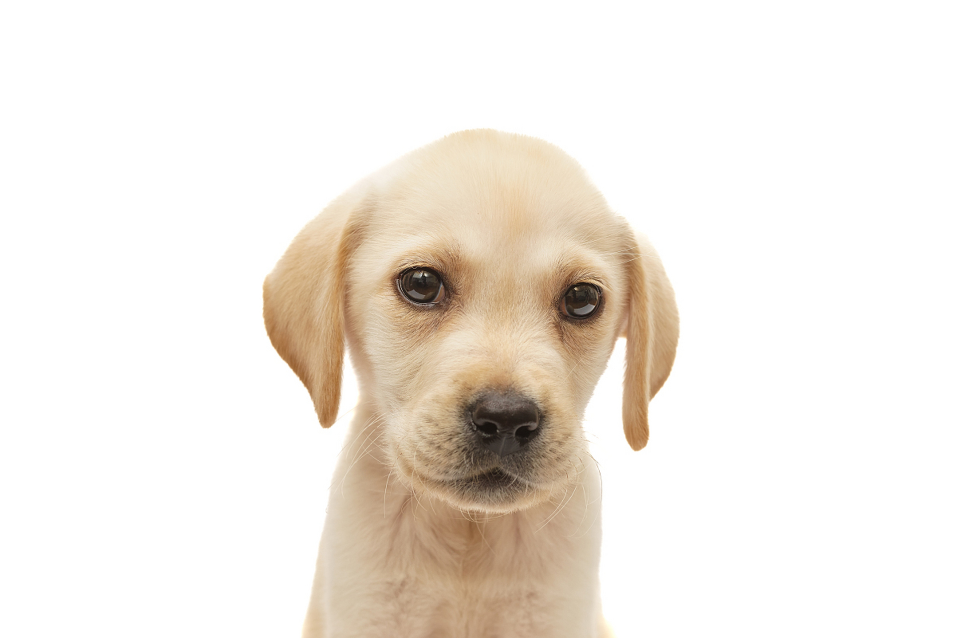 拉布拉多犬是一种友善,聪明和活跃的犬种,需要适当的护理和养育,以